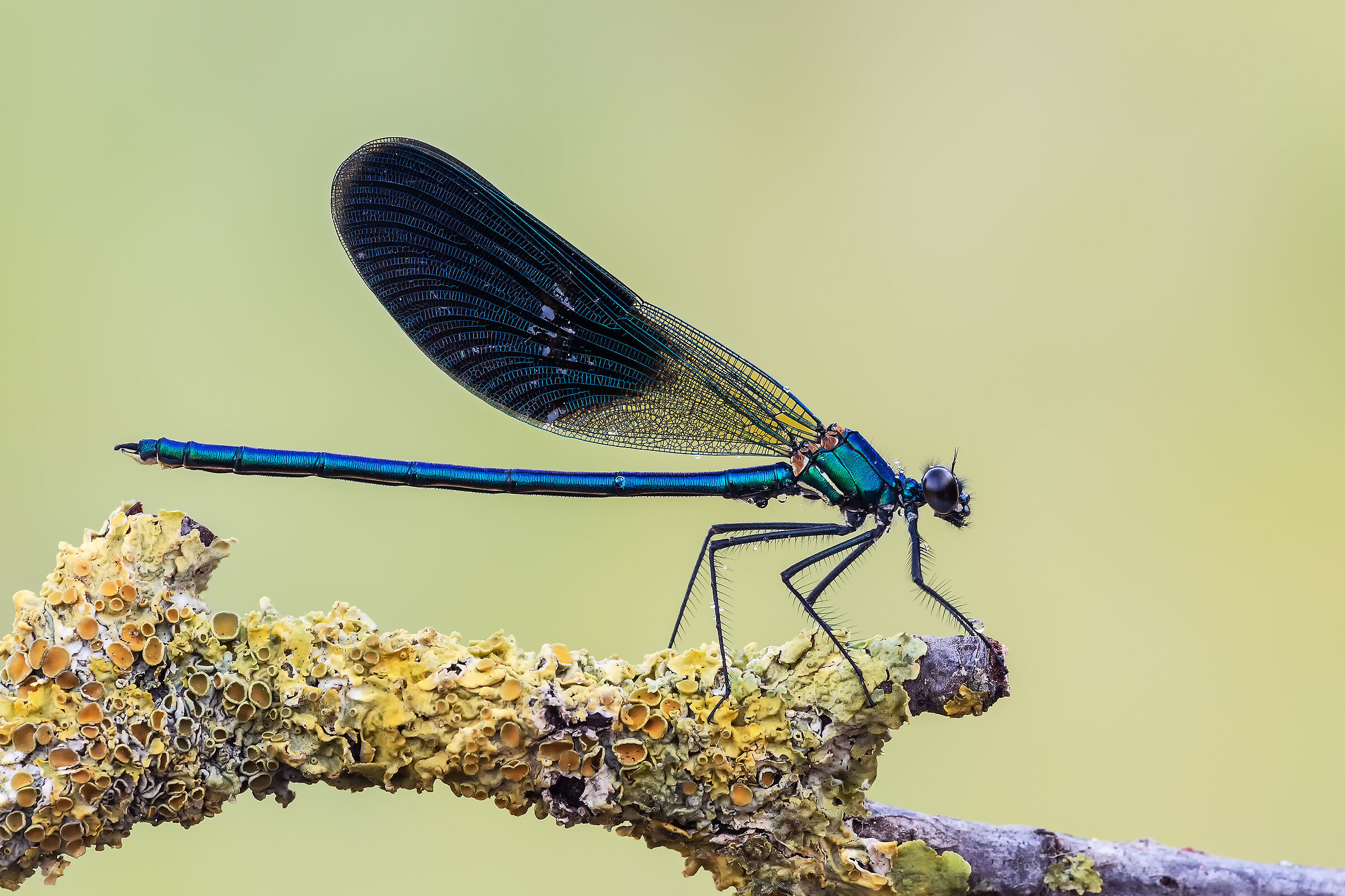 Clopteryx splendens (m)