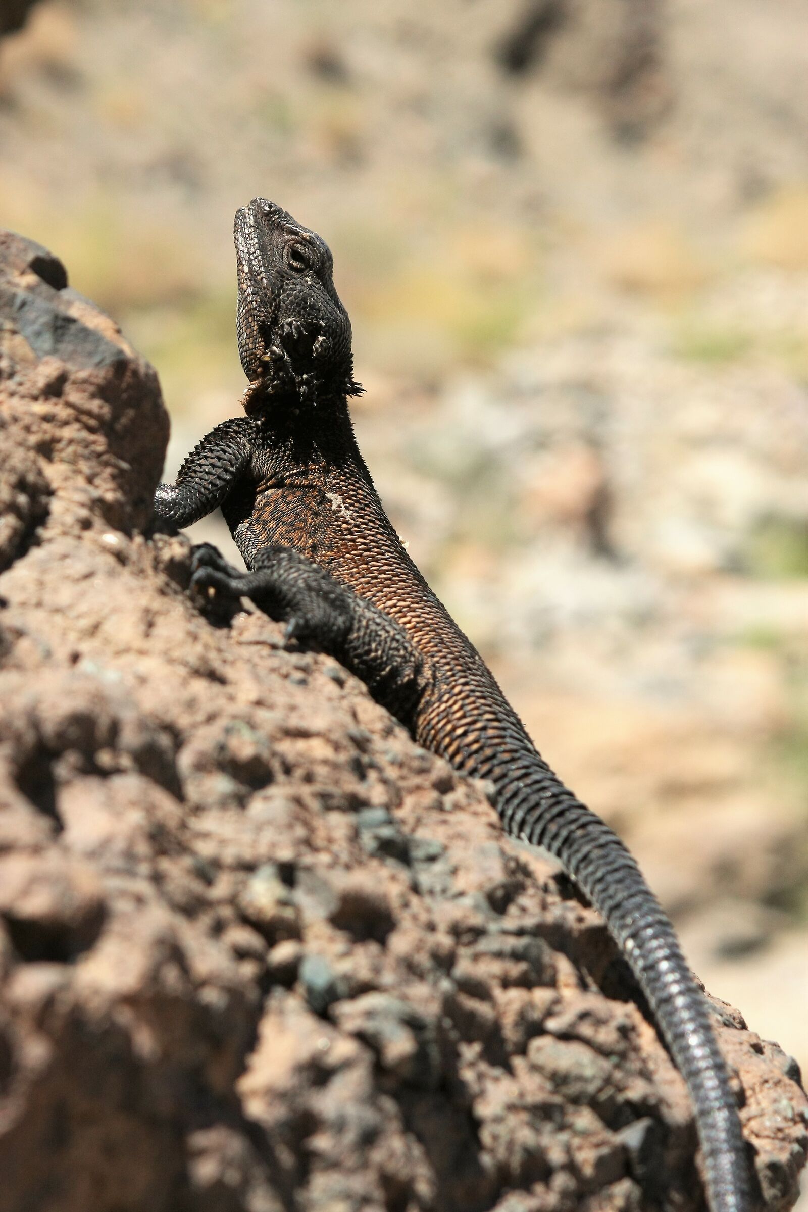 agama lizard
