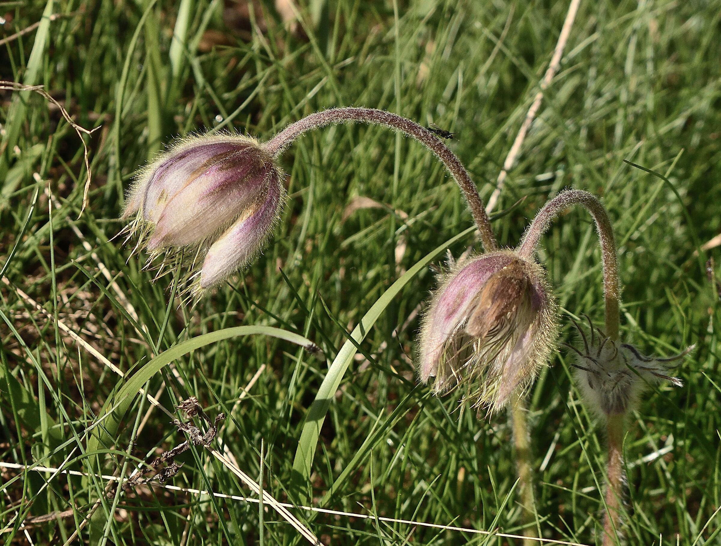 pulsatilla alpina