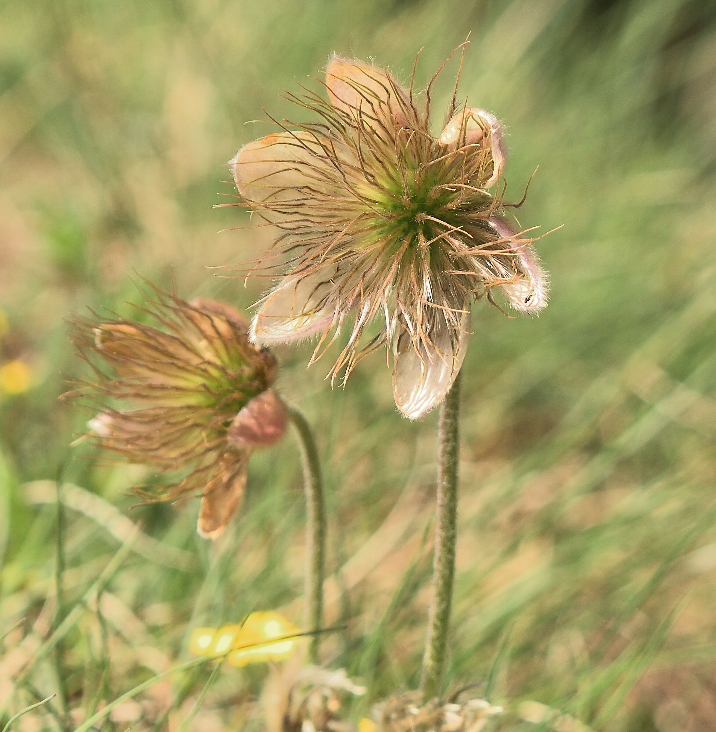 pulsatilla alpina