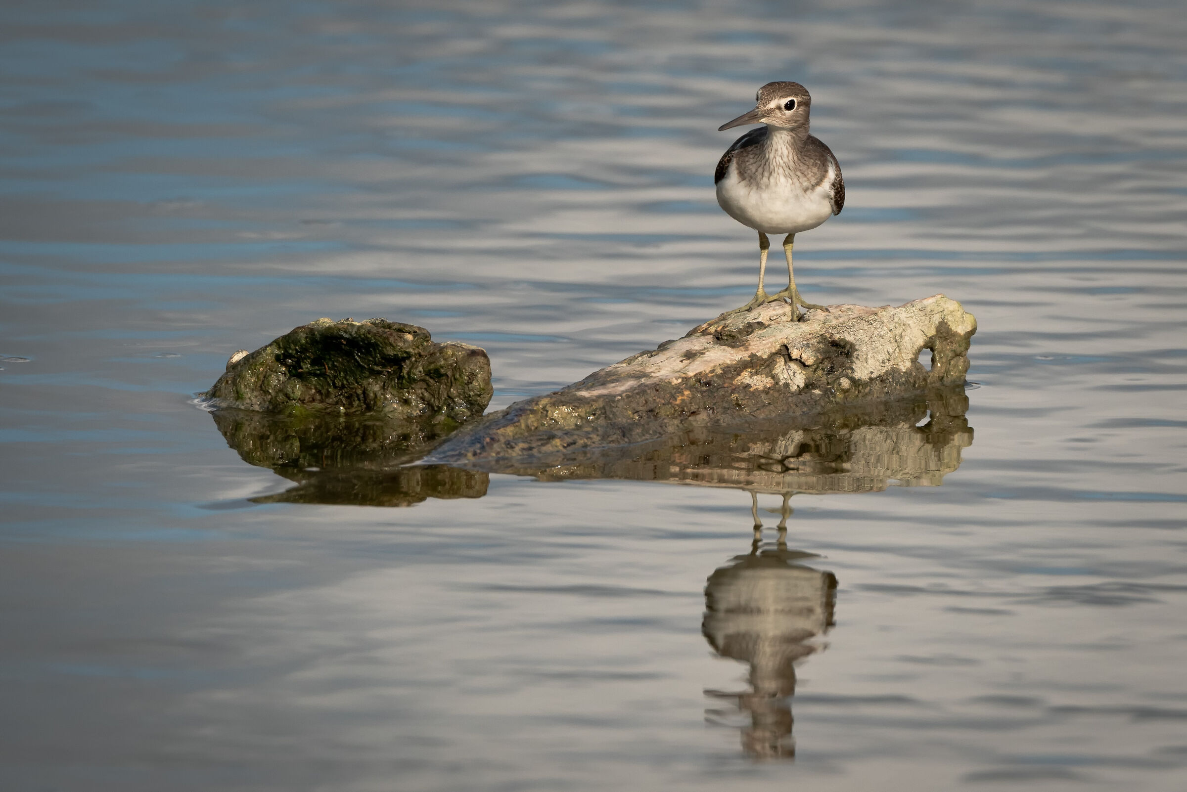 Piro piro al tramonto