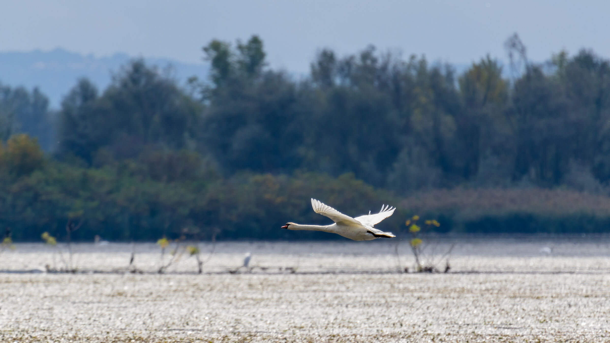 Swan in flight