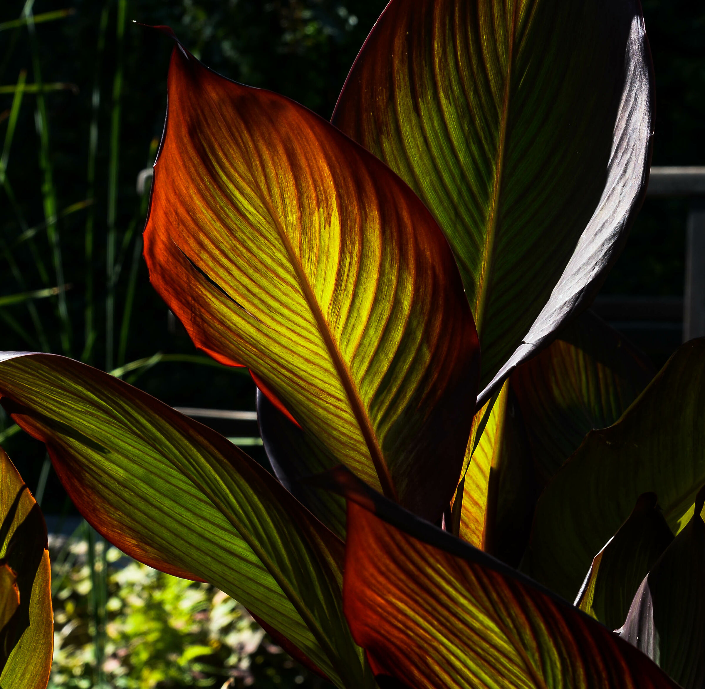 Giardini La Mortella n. 3