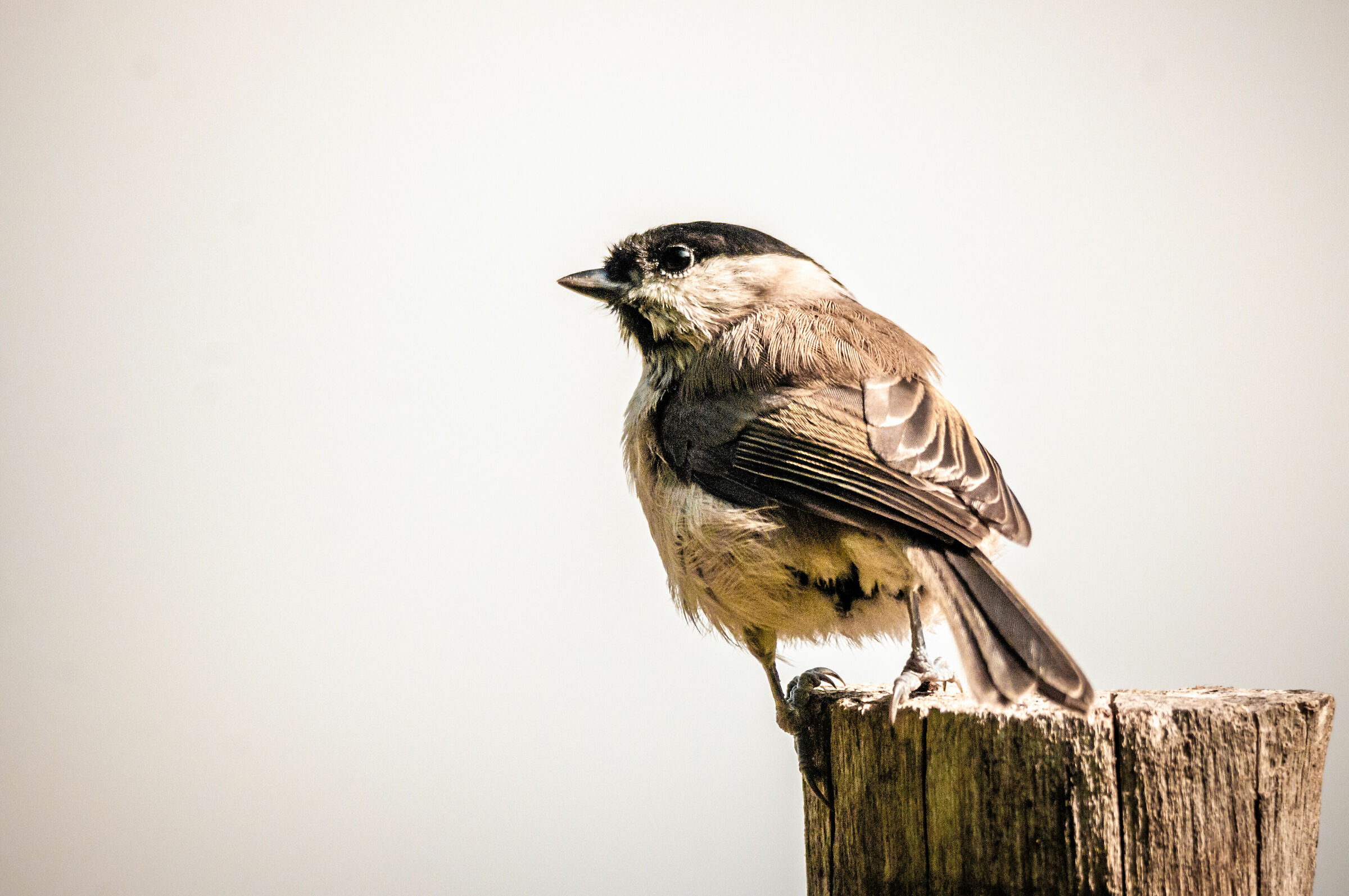 Cincia bigia (Poecile palustris)