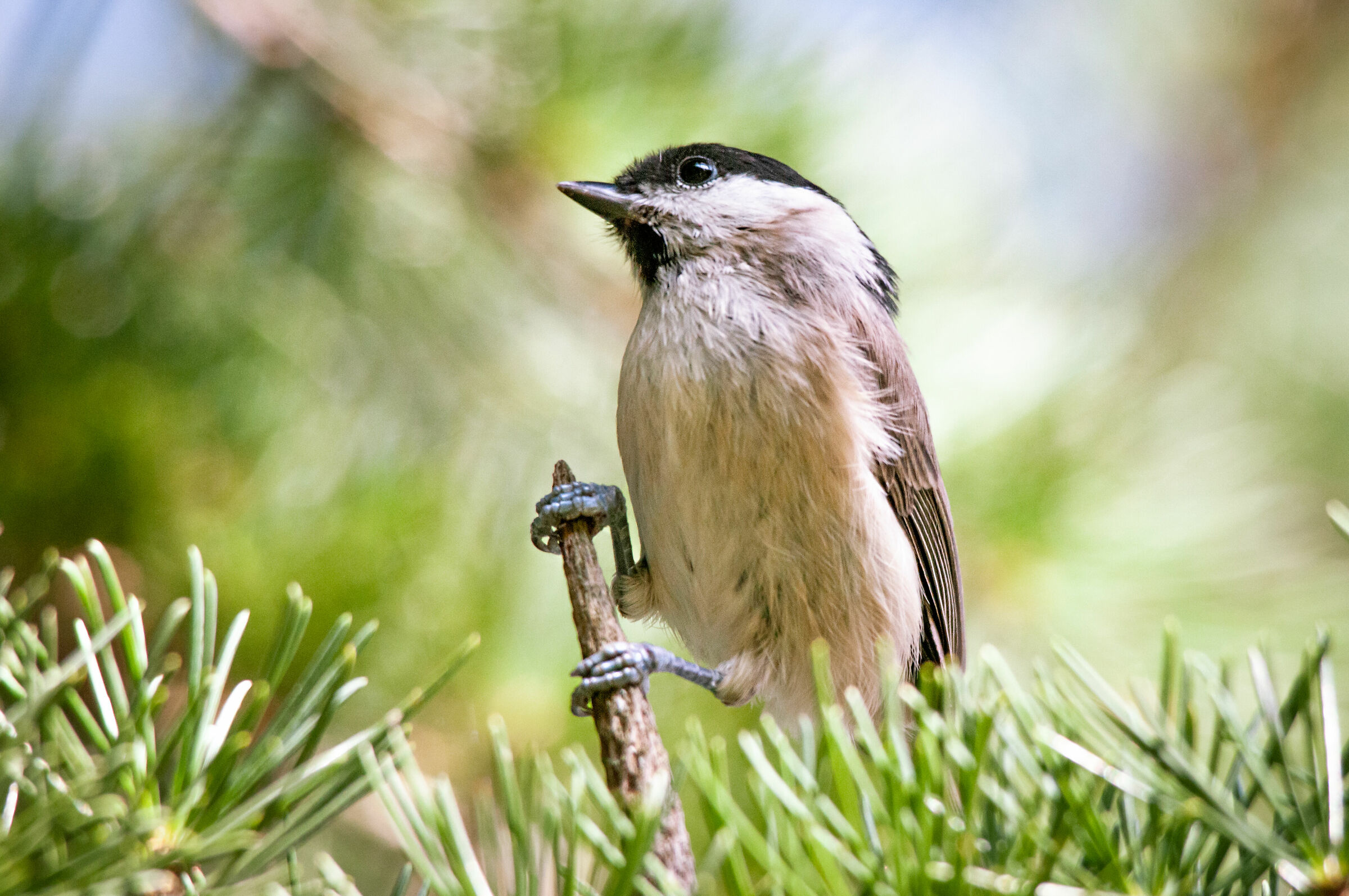 Cincia bigia (Poecile palustris)