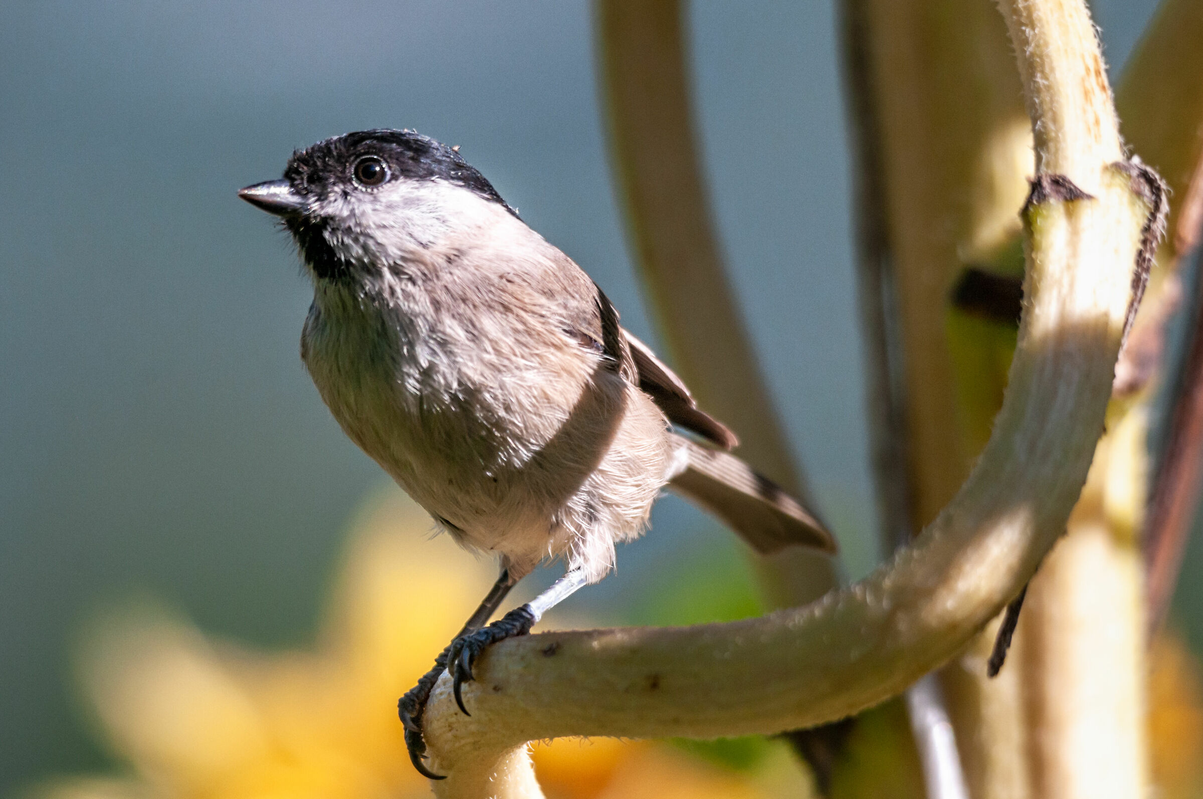 Cincia bigia (Poecile palustris)