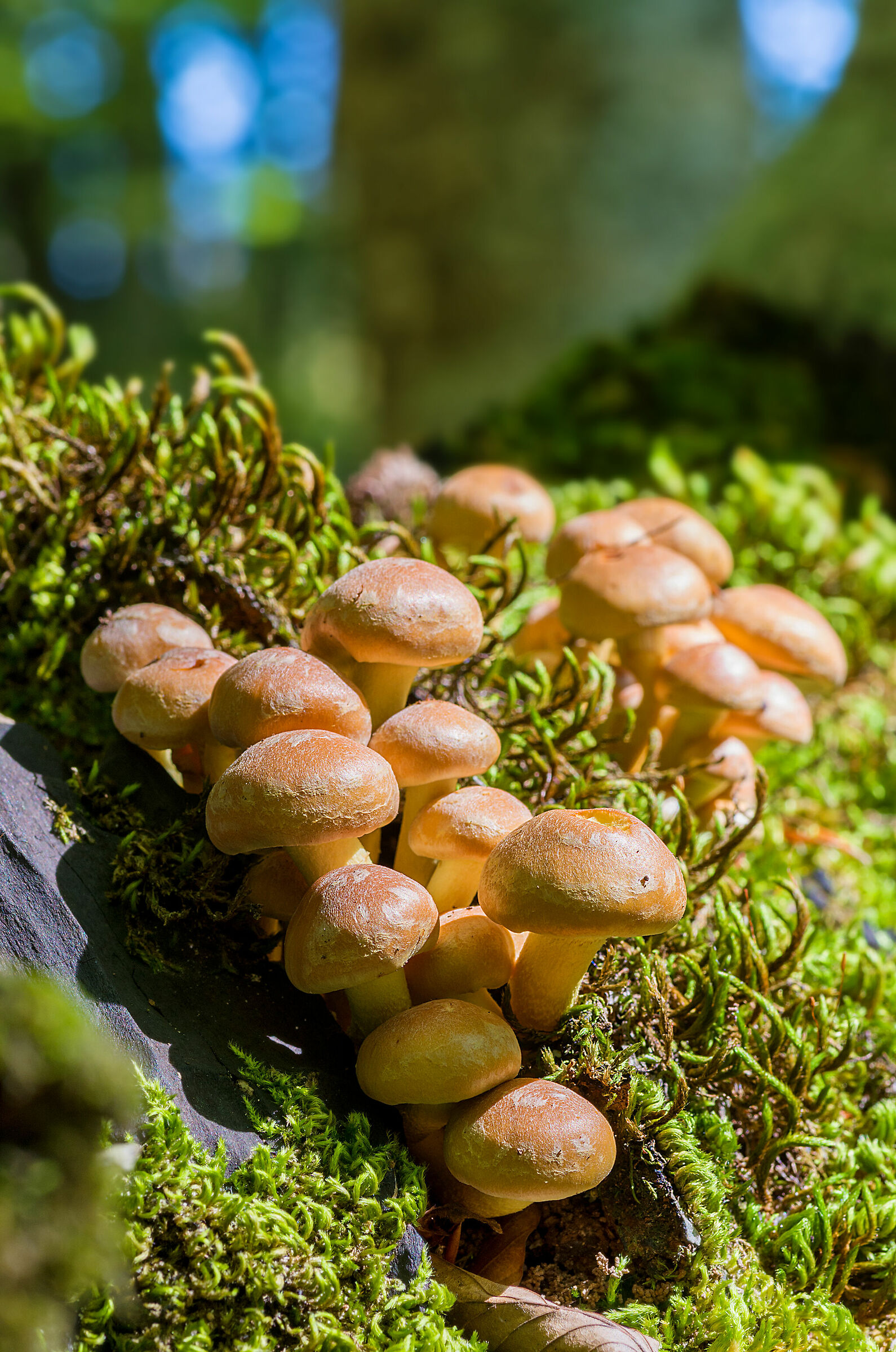 Hypholoma lateritium