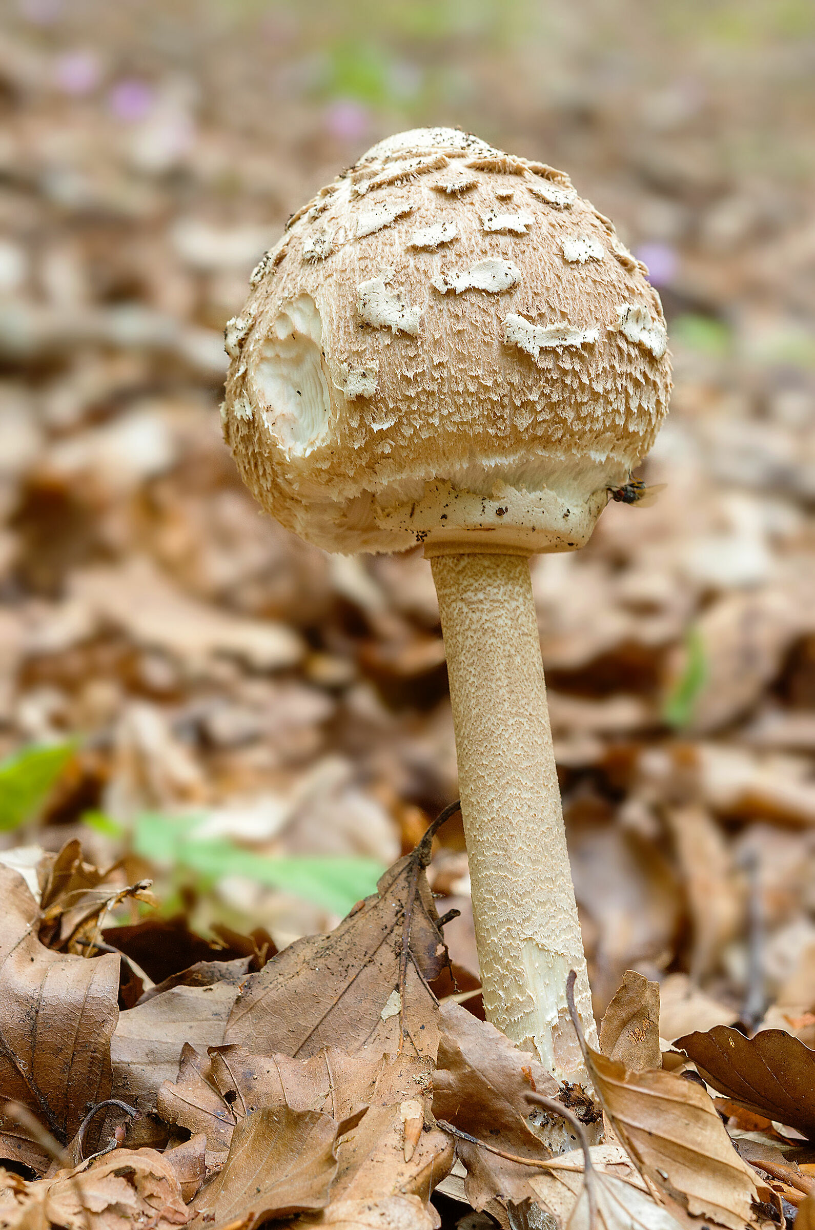 Macrolepiota procera