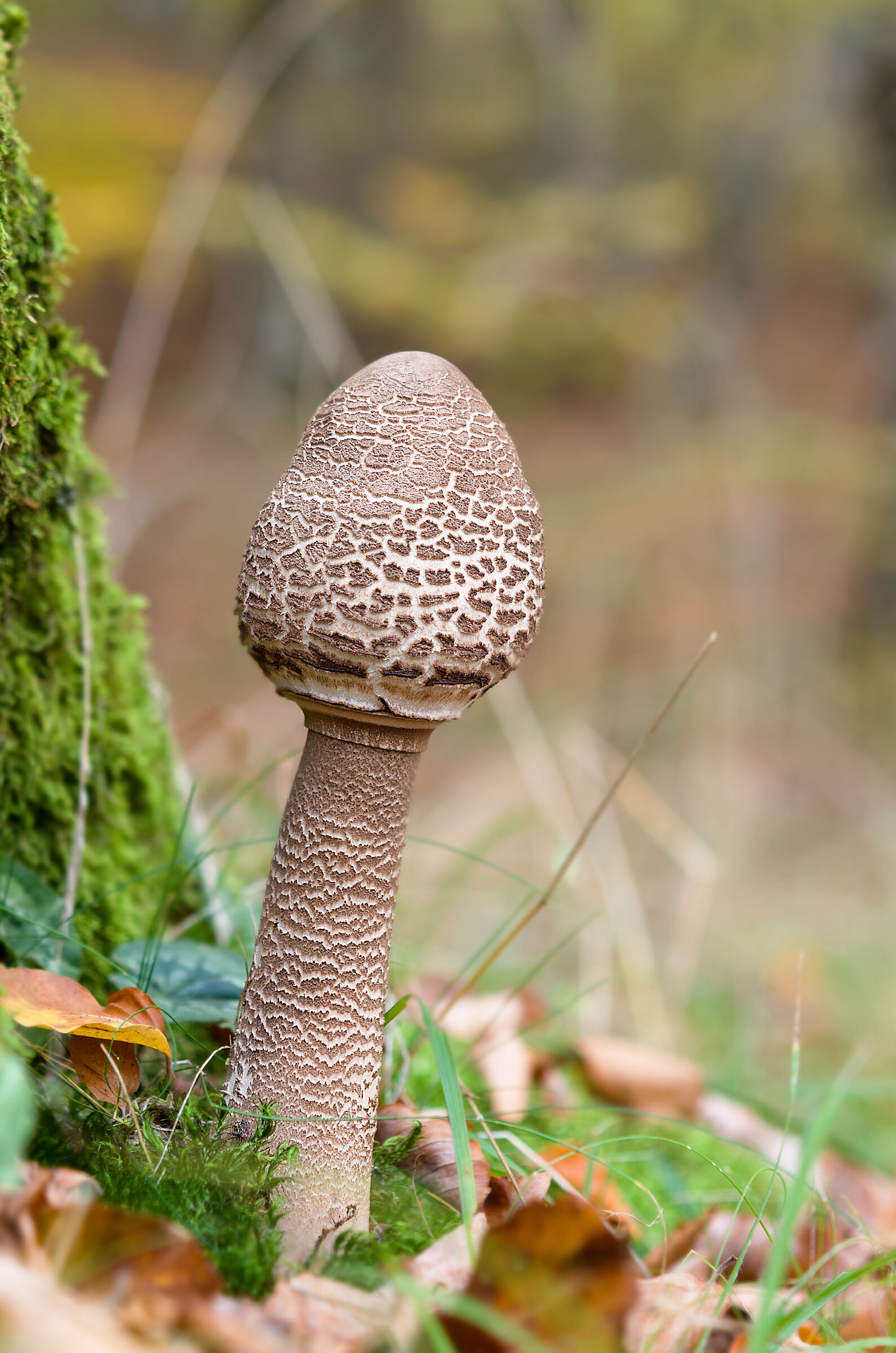 Macrolepiota procera