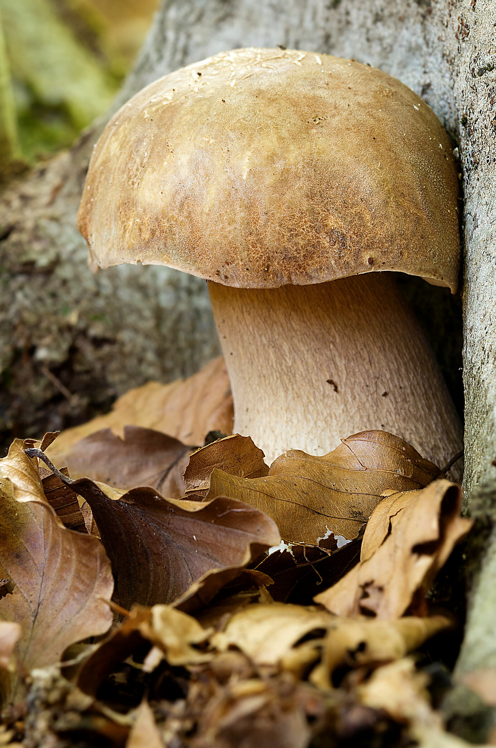 Boletus aestivalis