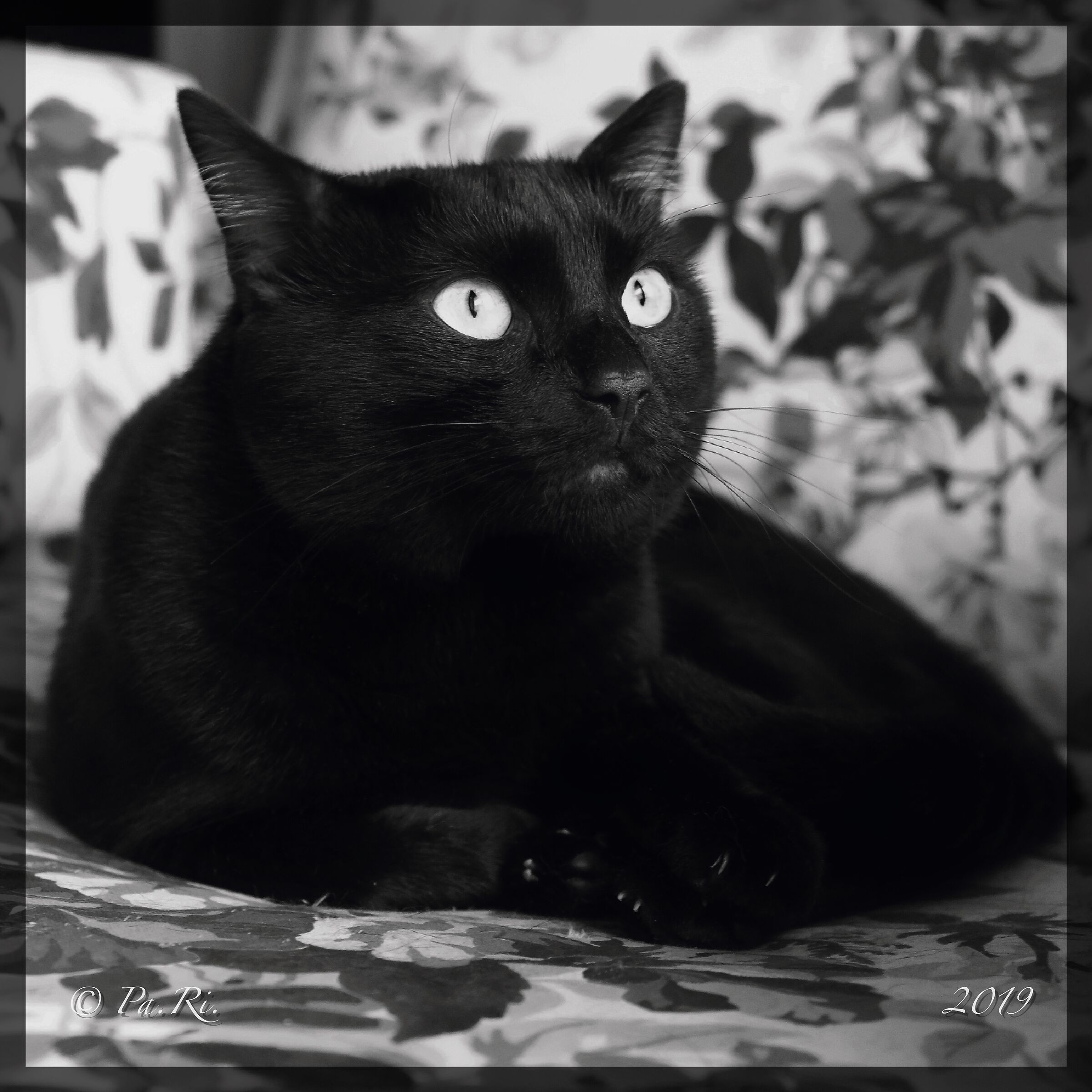 The panther scrutinizes.