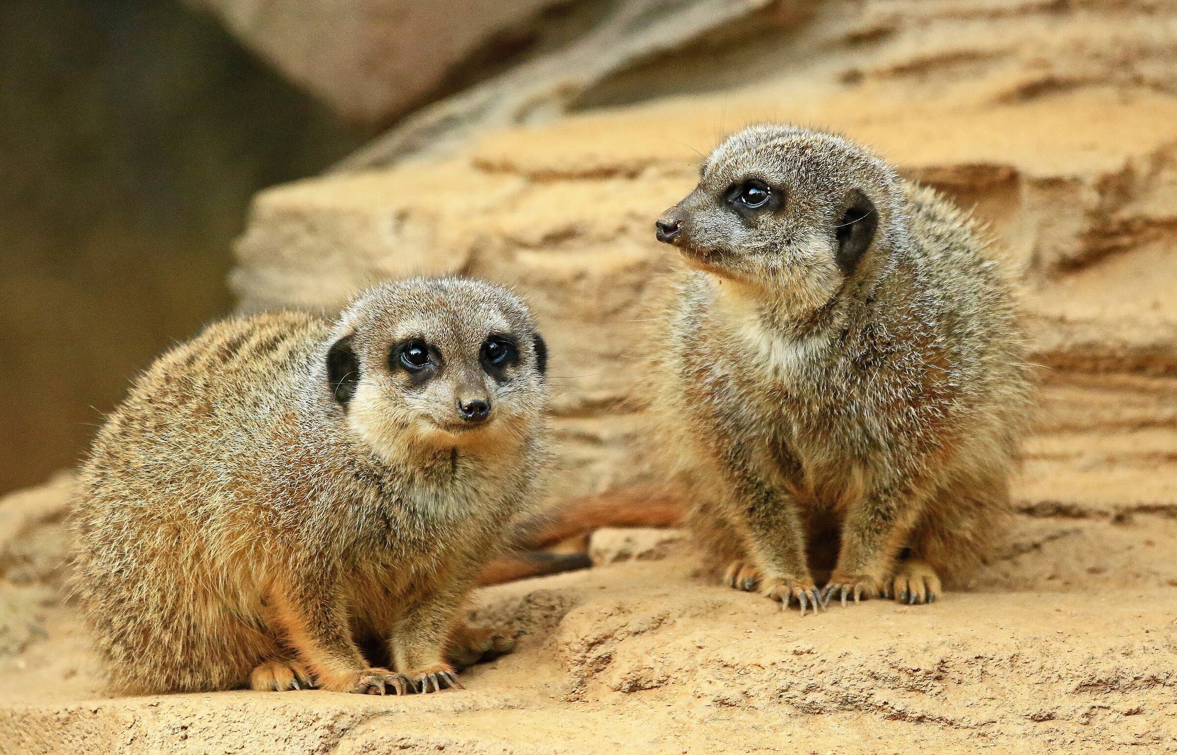 Two nice meerkats ...