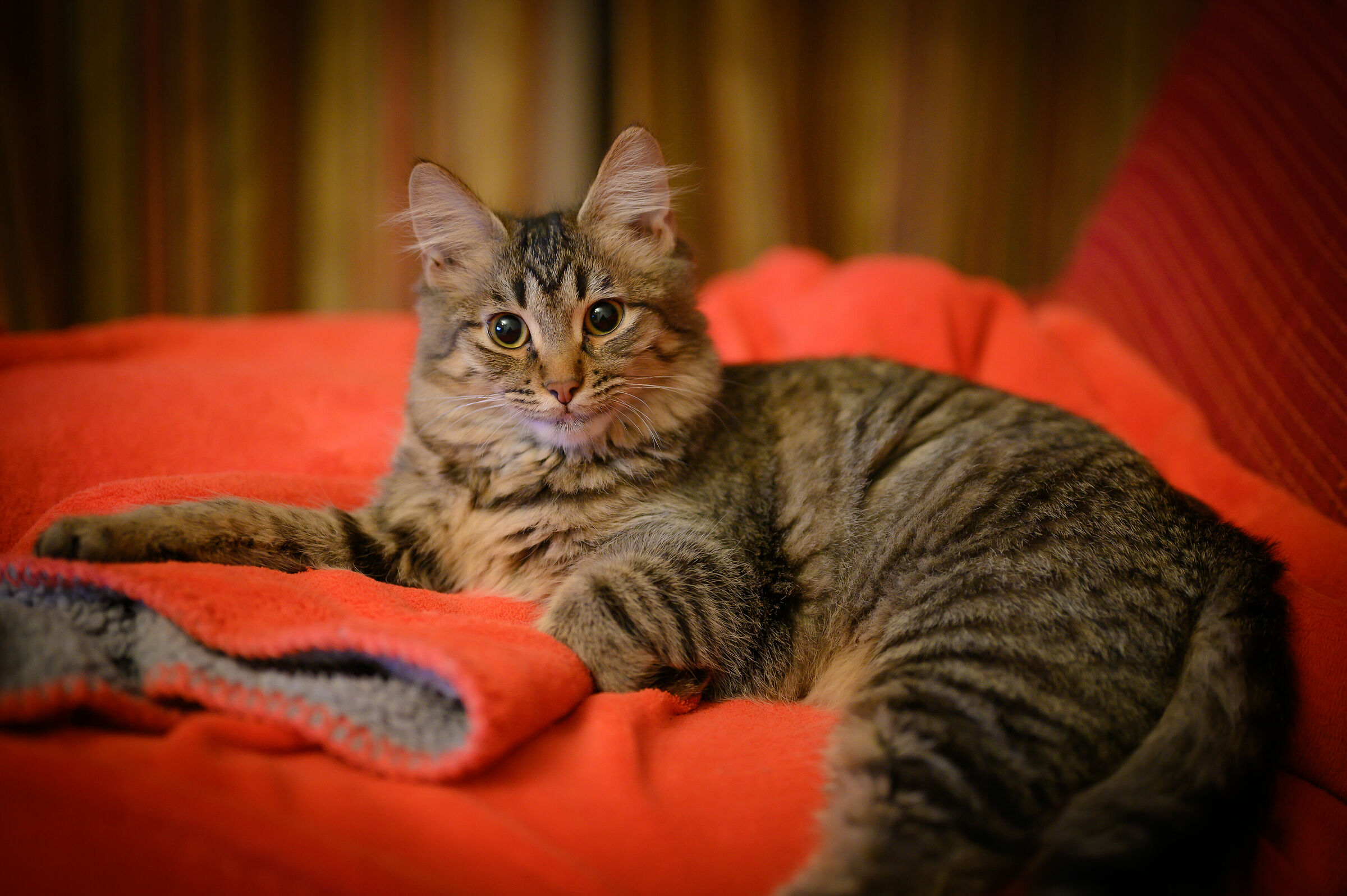 Milly...prova 50 1,8 S