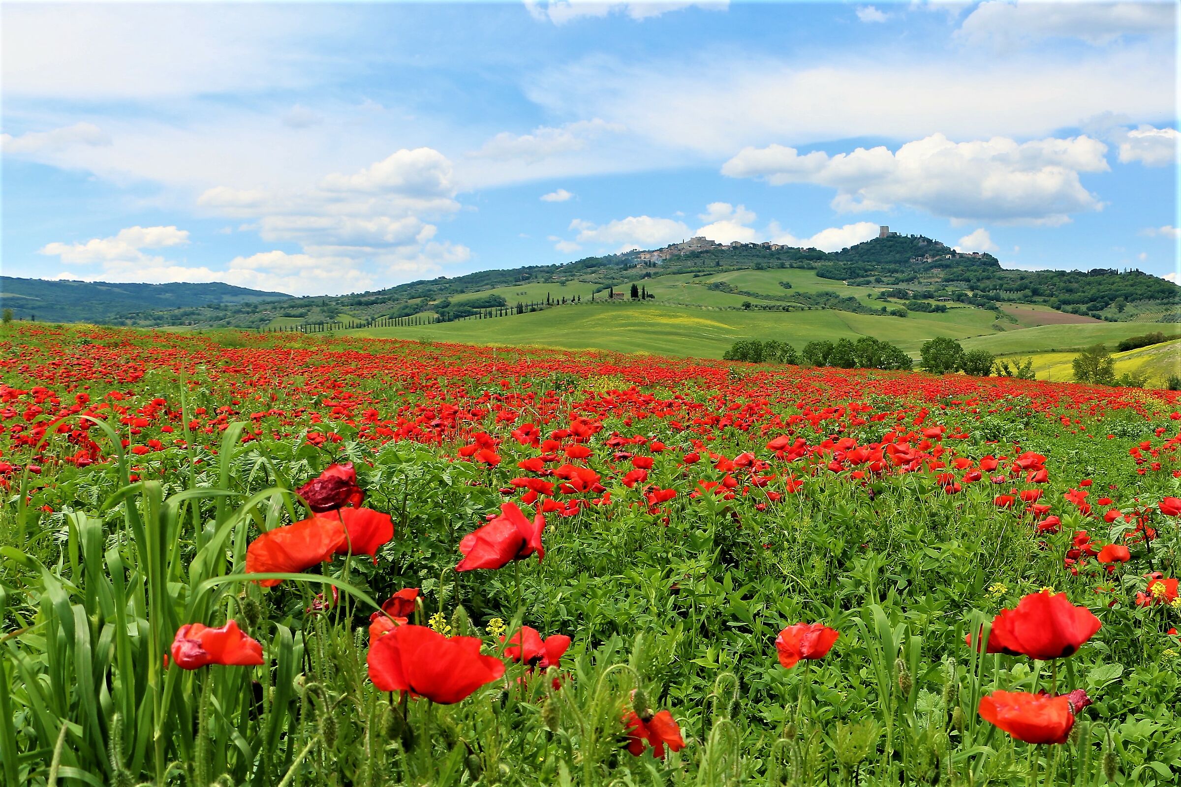 --- Castiglione d"Orcia ----