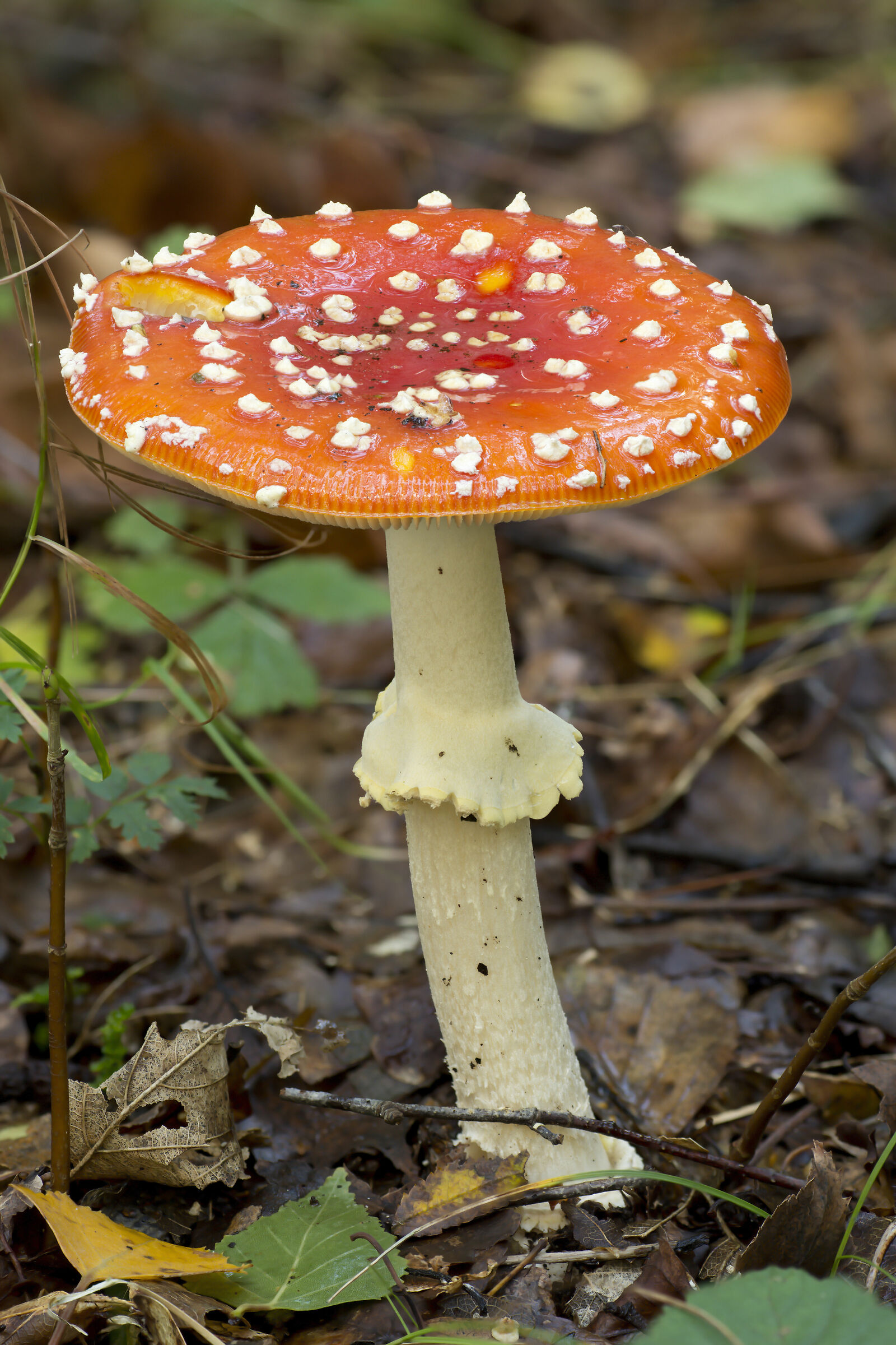 Amanita muscaria