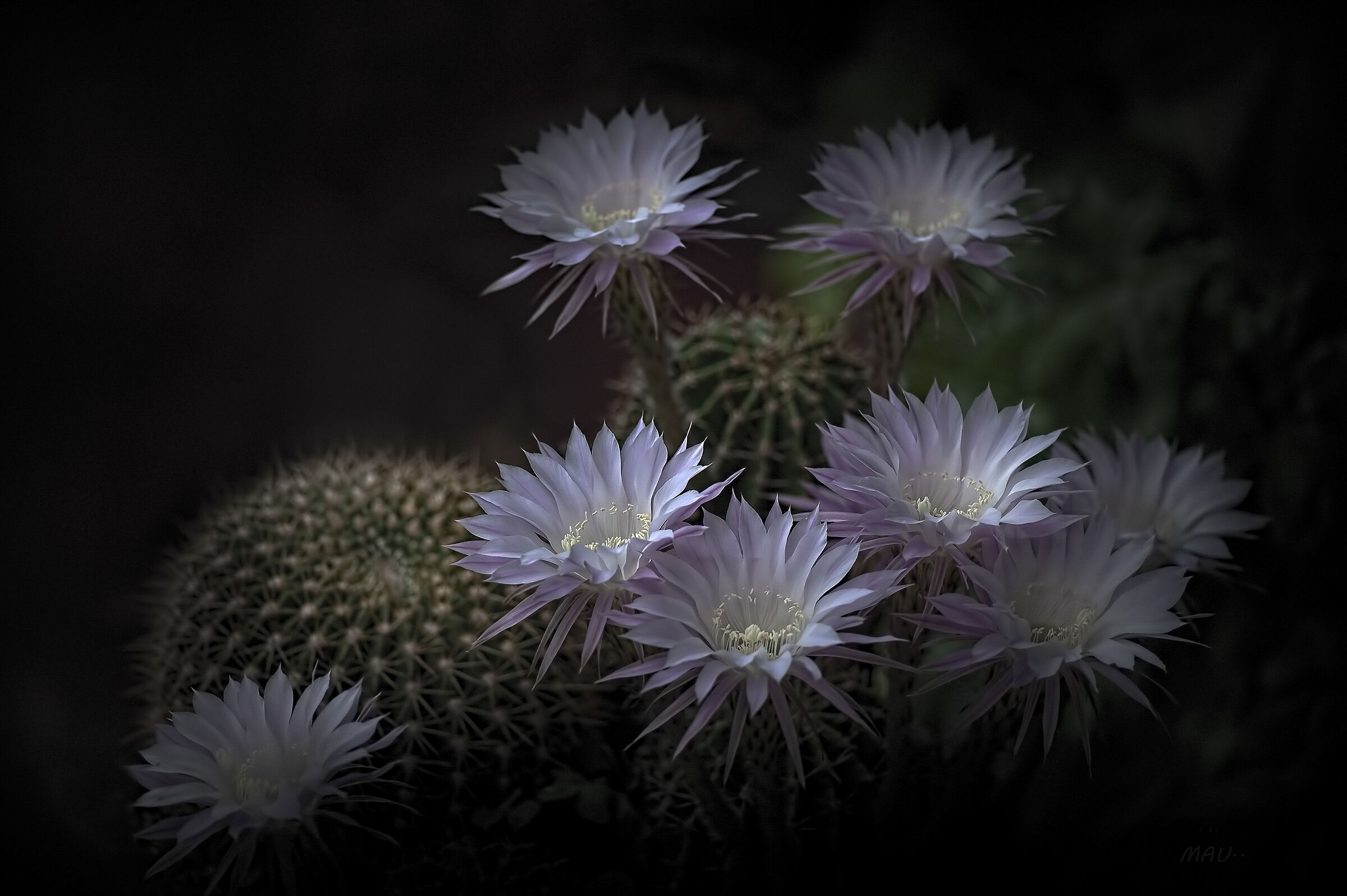 Honeymoon - Echinopsis