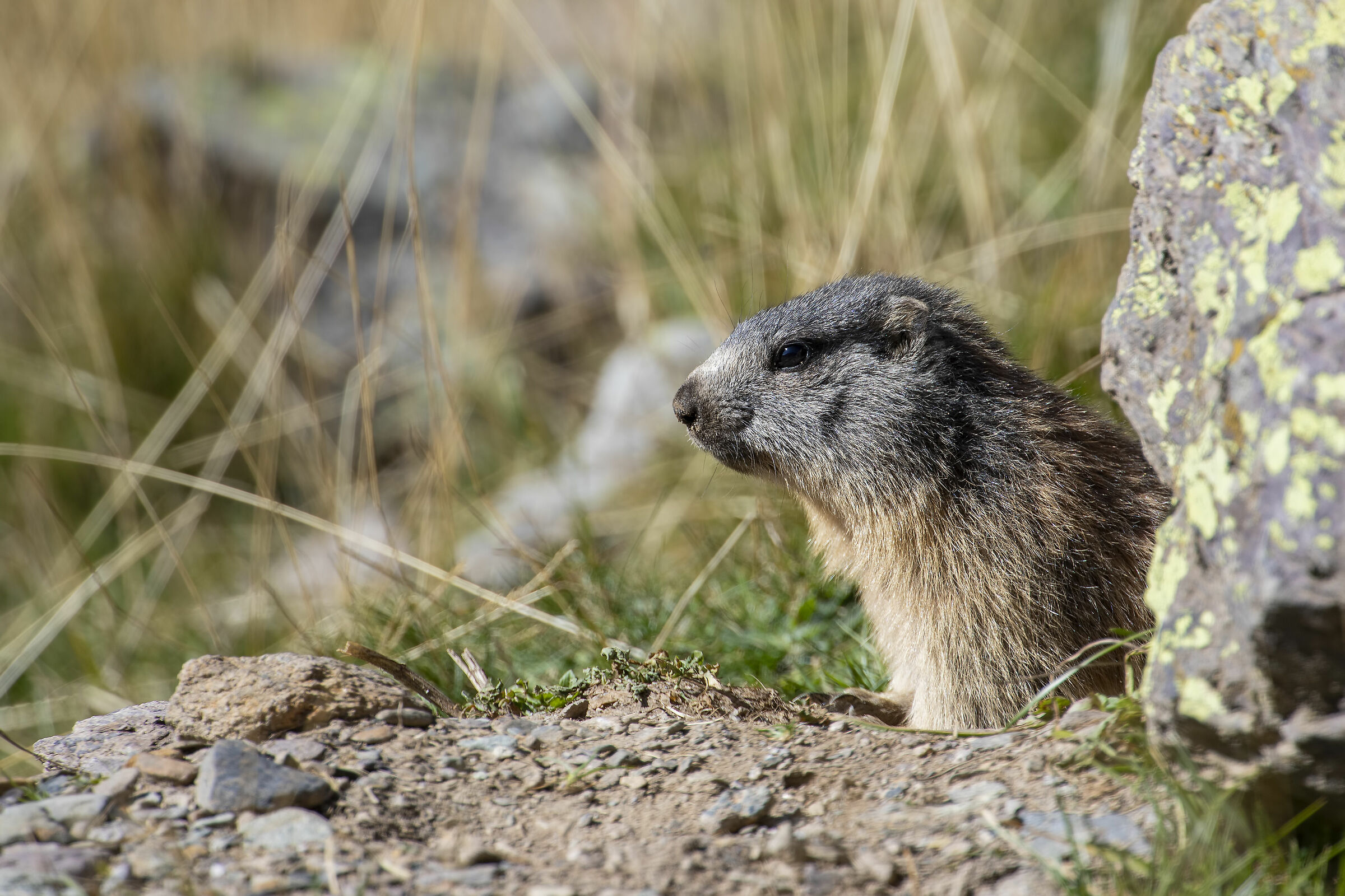 Marmotta delle Alpi