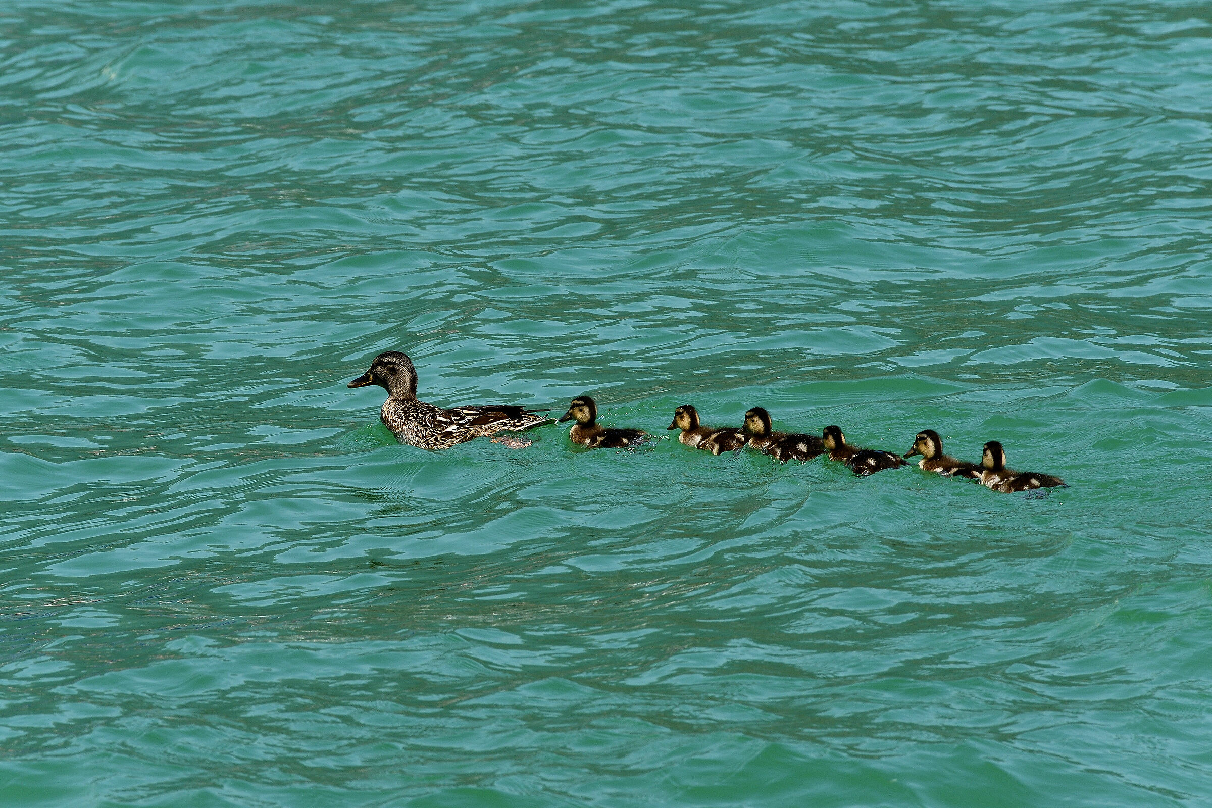 Mammina dove andiamo?