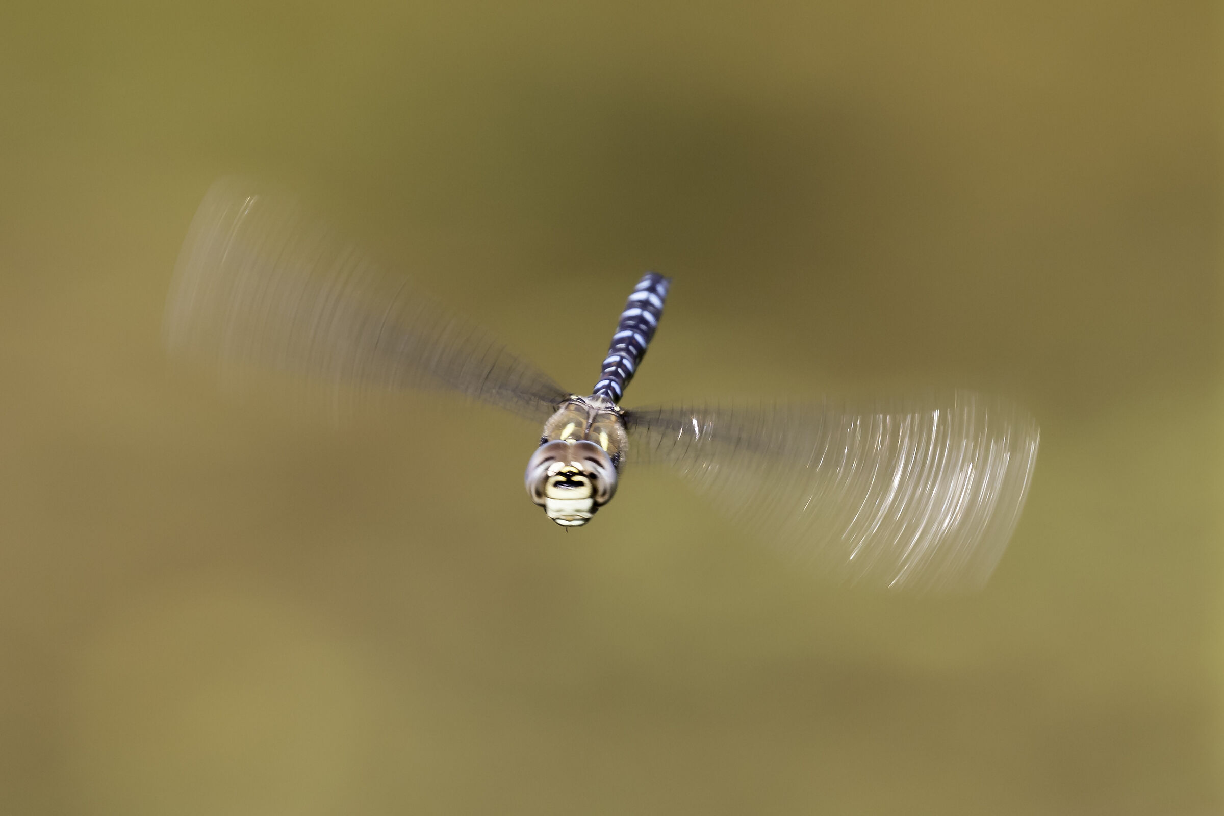 Flight of the dragonfly