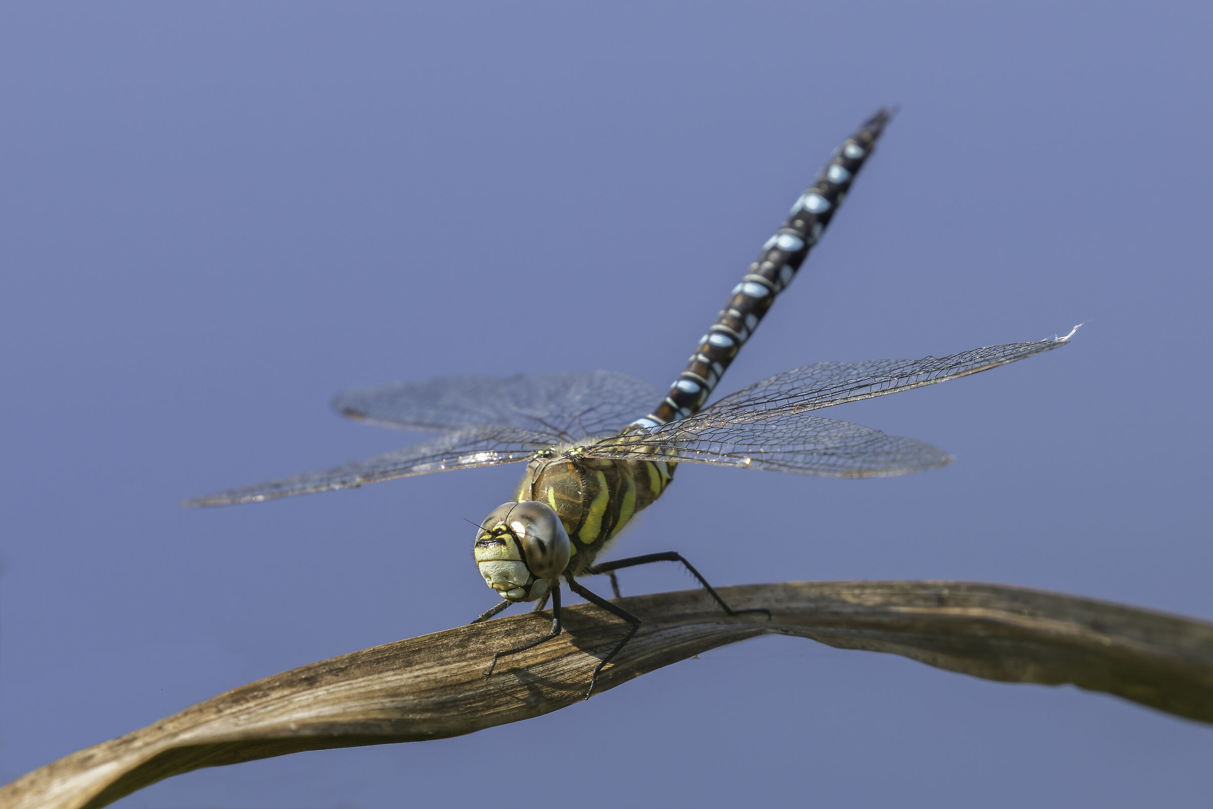 dragonfly at rest
