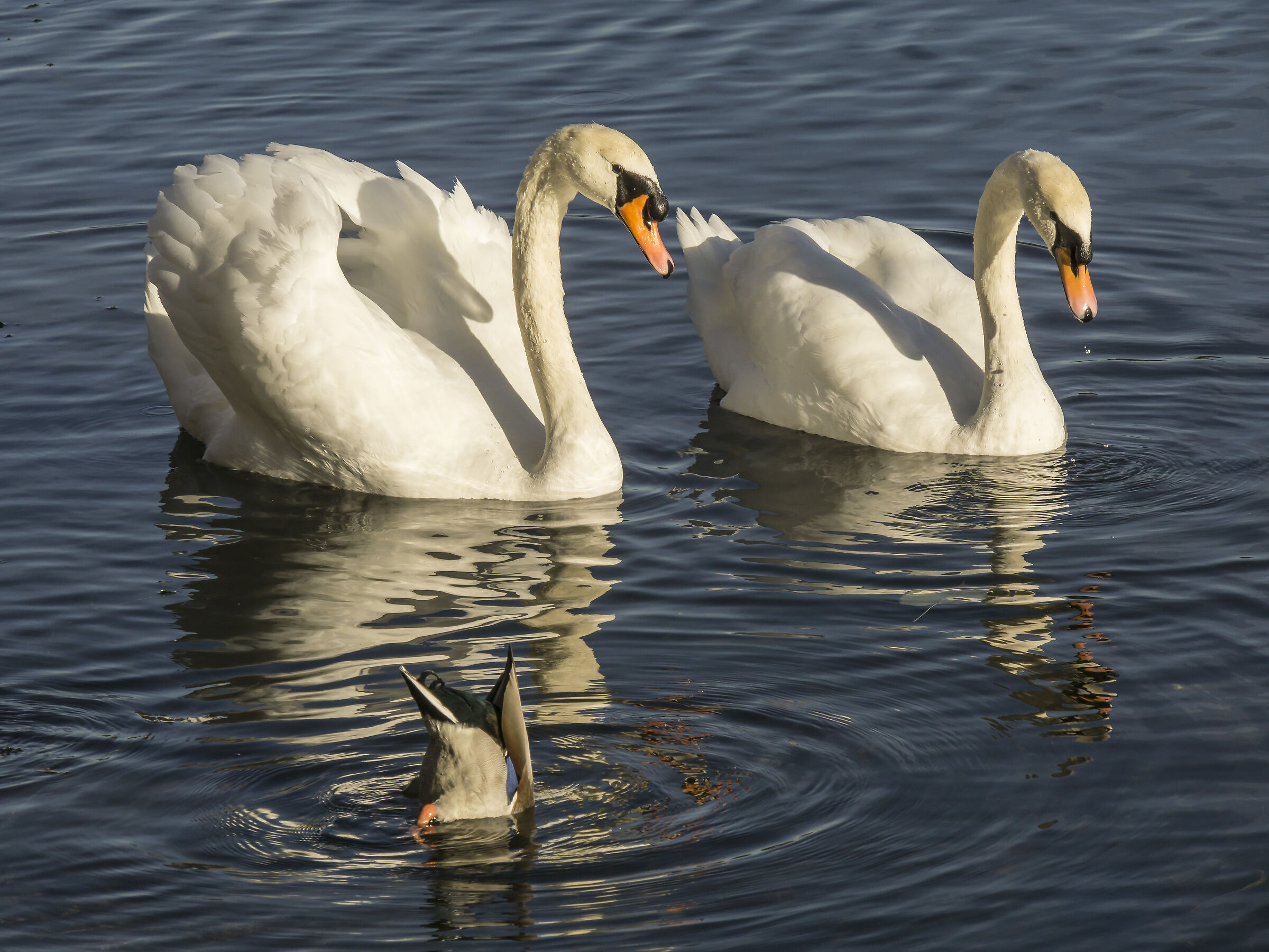 Govedì 3 ottobre 2019. 17:21:34