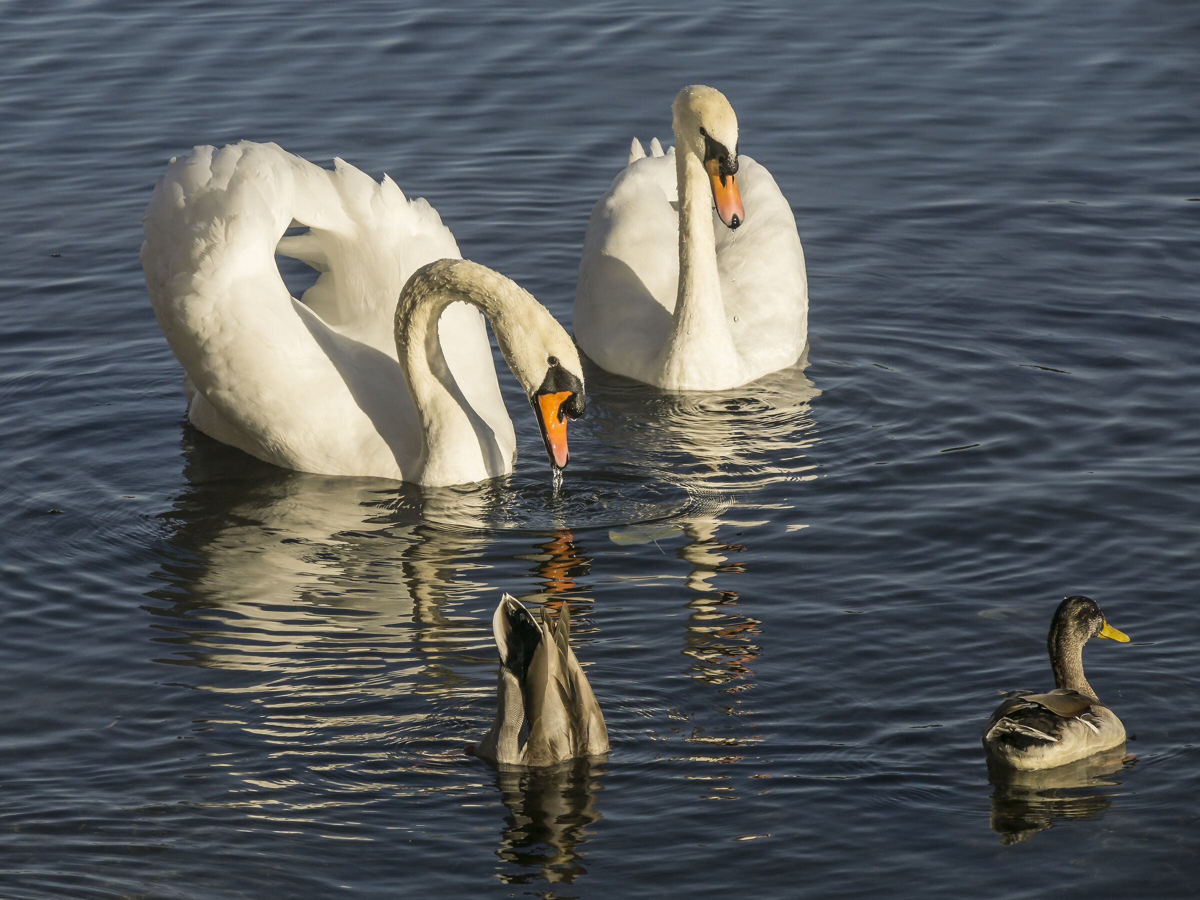 Govedì 3 ottobre 2019. 17:22:16