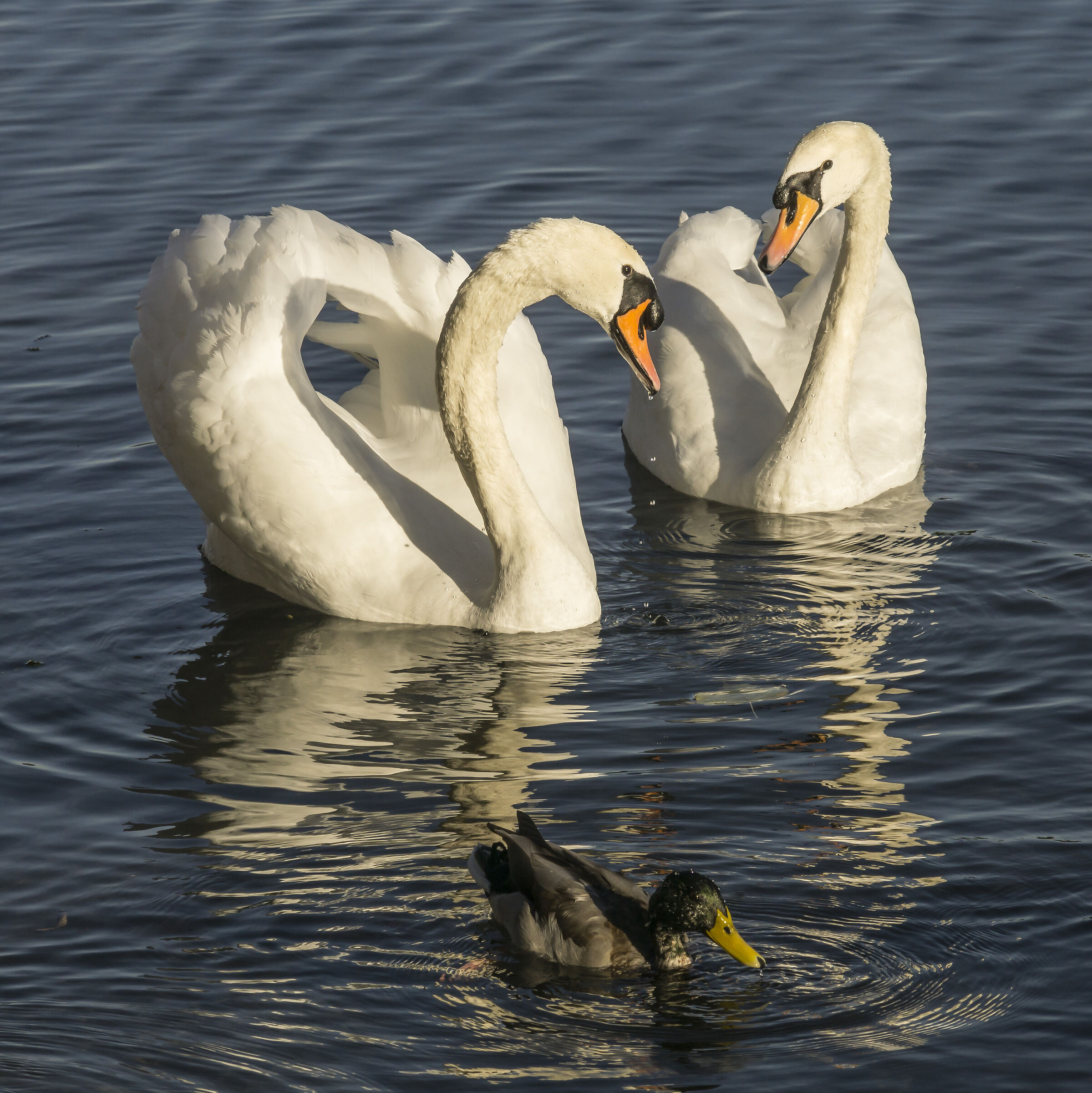 Govedì 3 ottobre 2019. 17:22:18