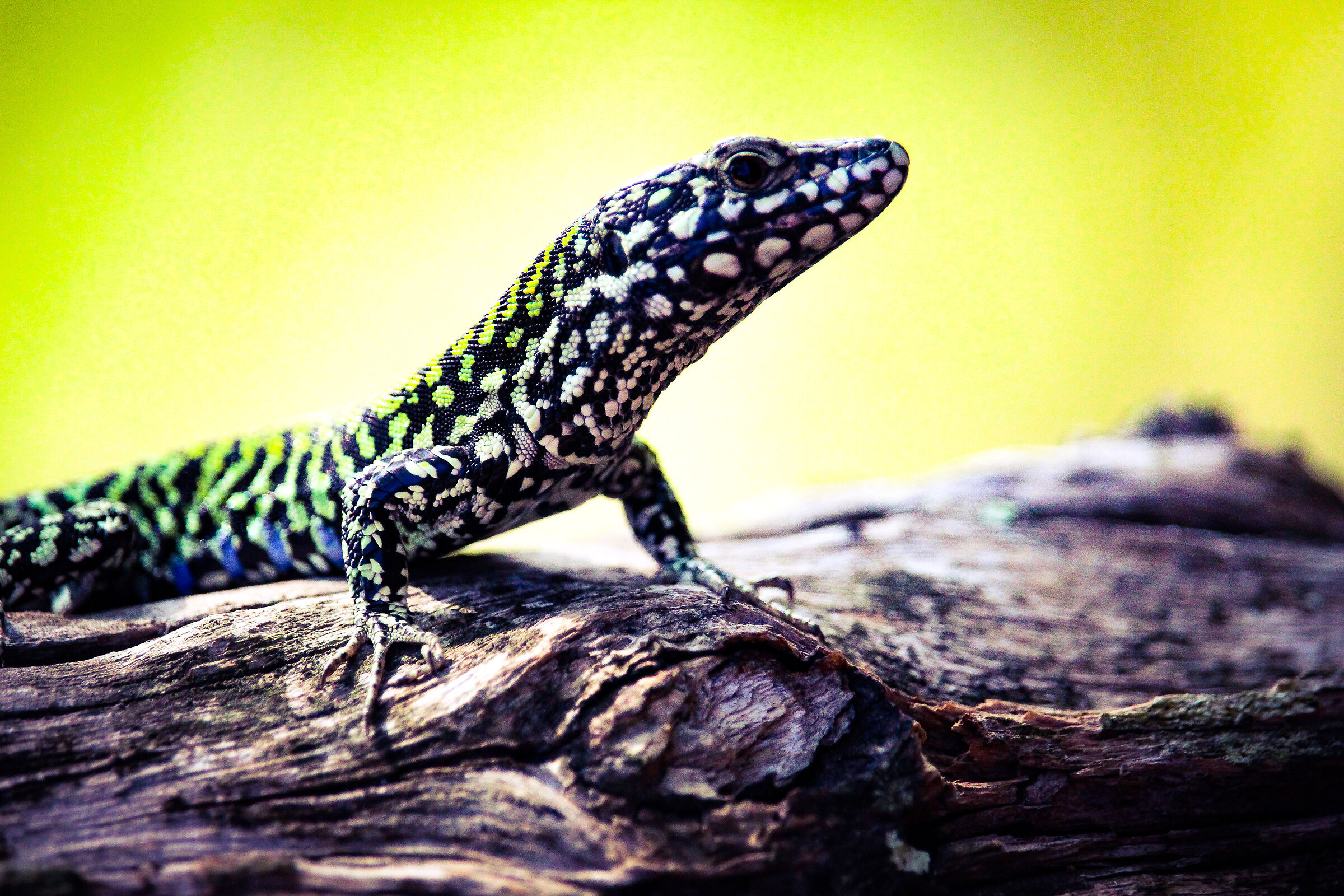 Lizard