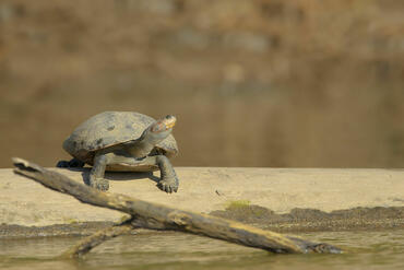 Podocnemis expansa