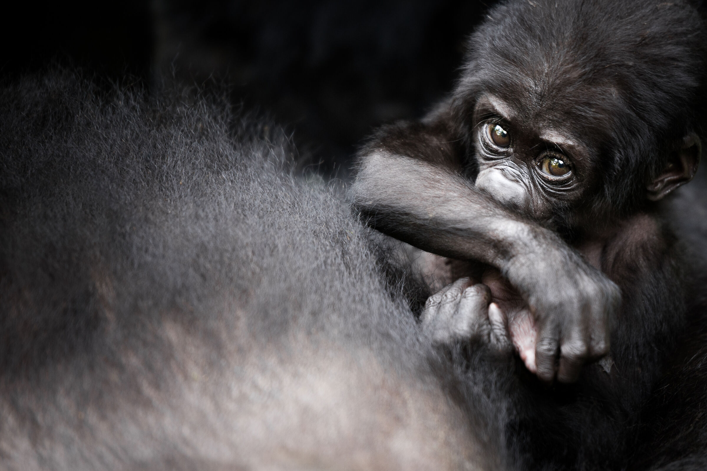Giovane gorilla di montagna