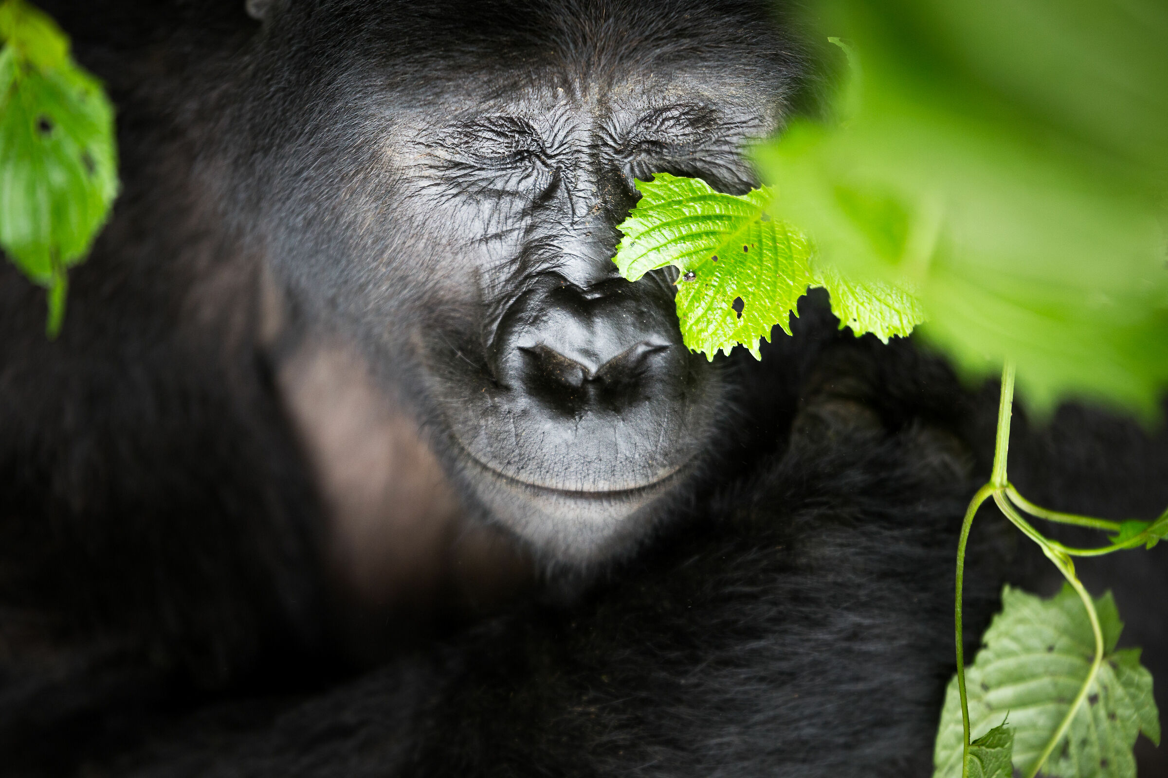 Gorilla di montagna femmina