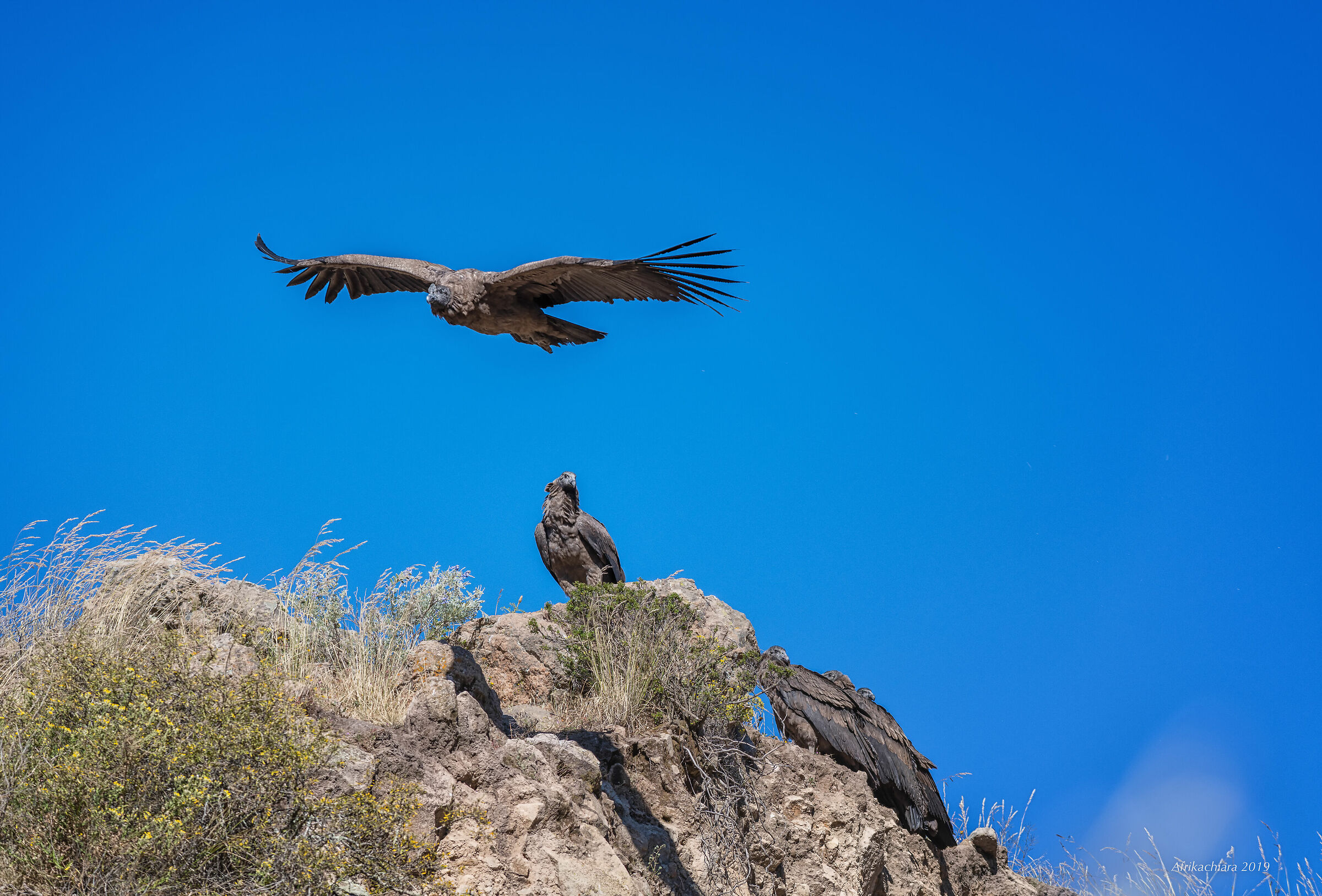 Il decollo del Condor
