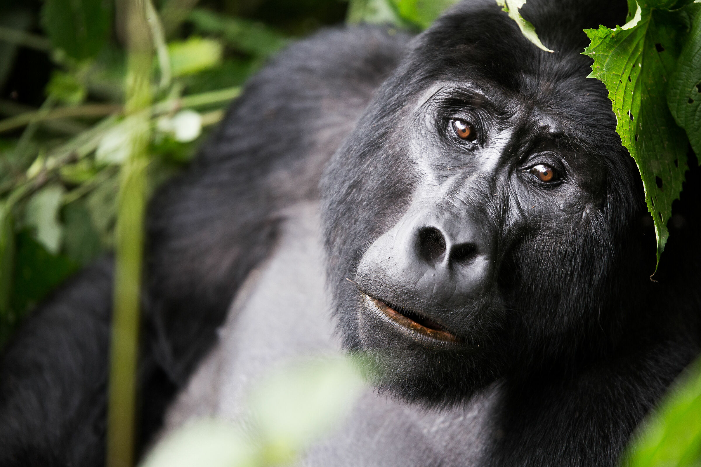 Gorilla di montagna maschio