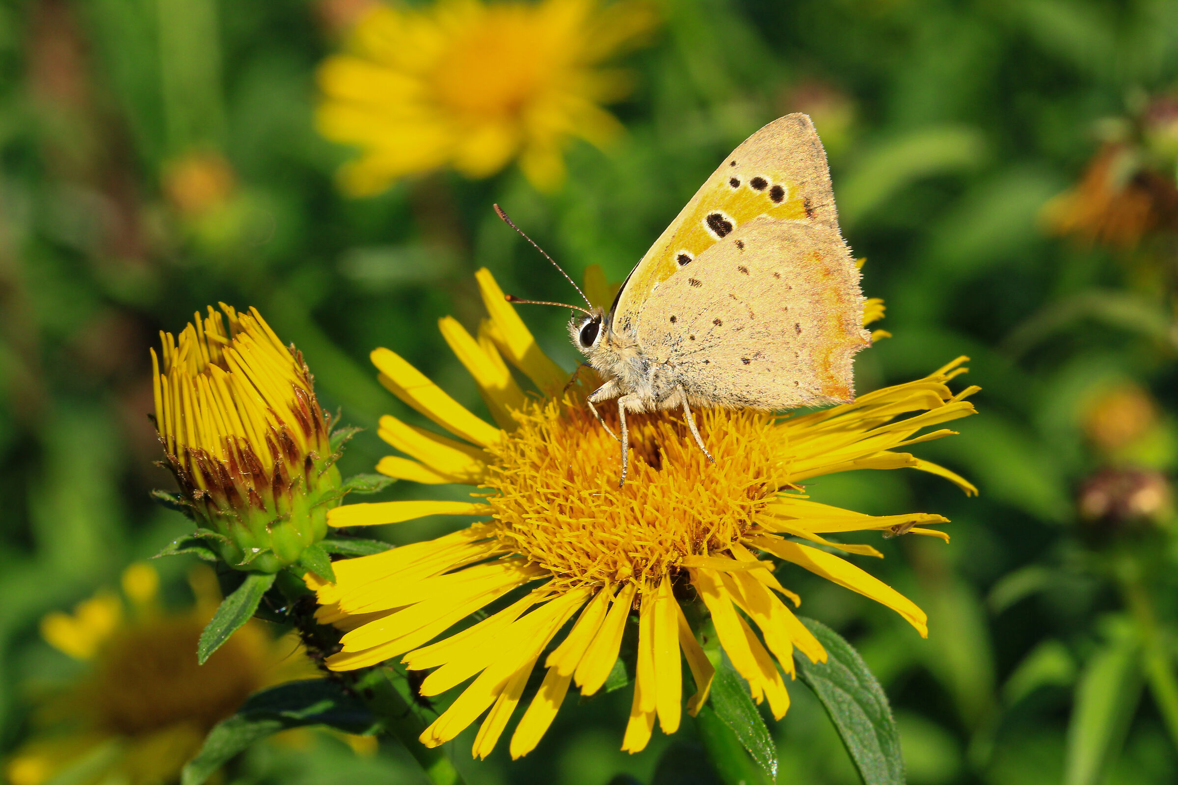 caldi colori d'autunno