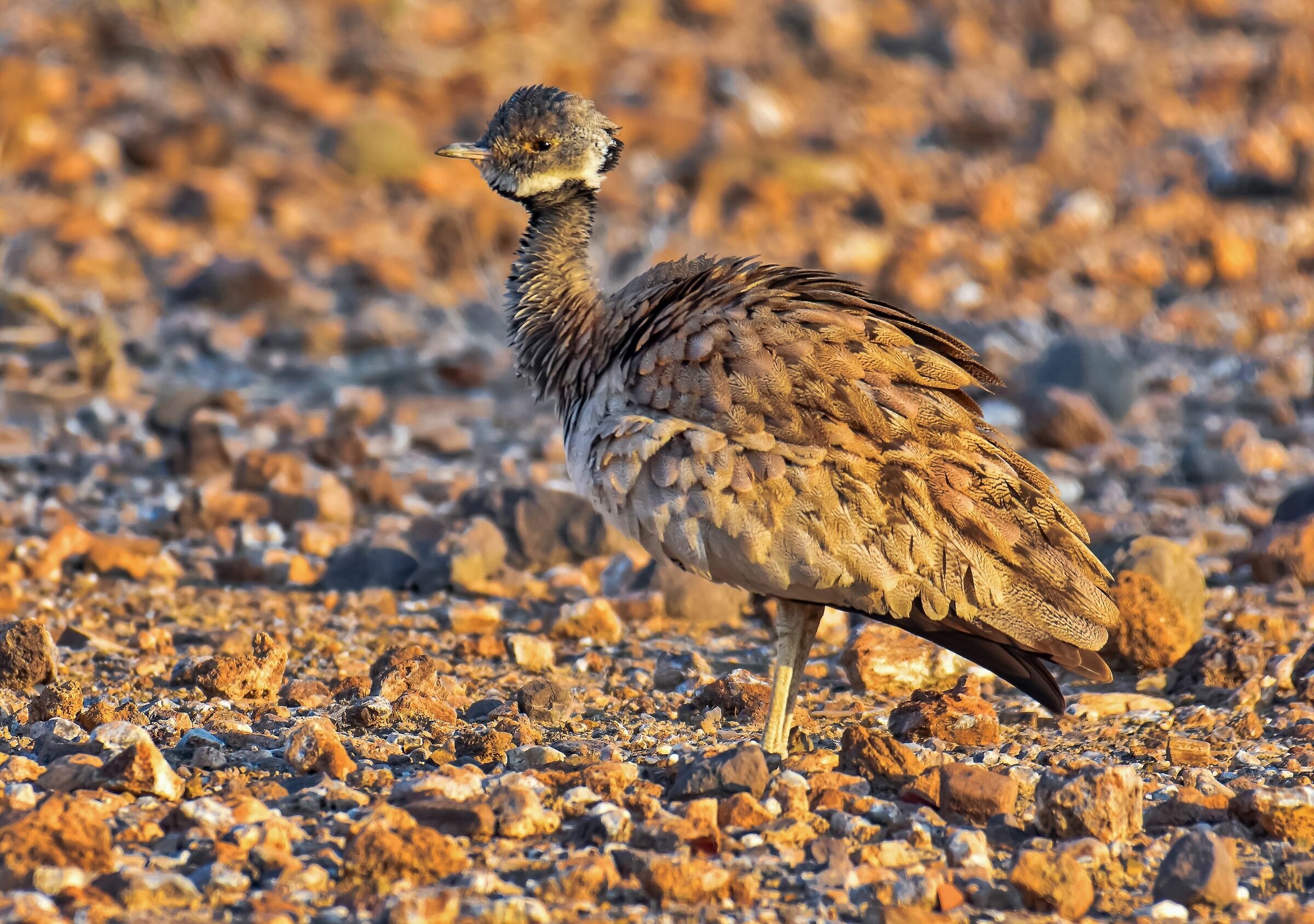 L'otarda di Rueppell
