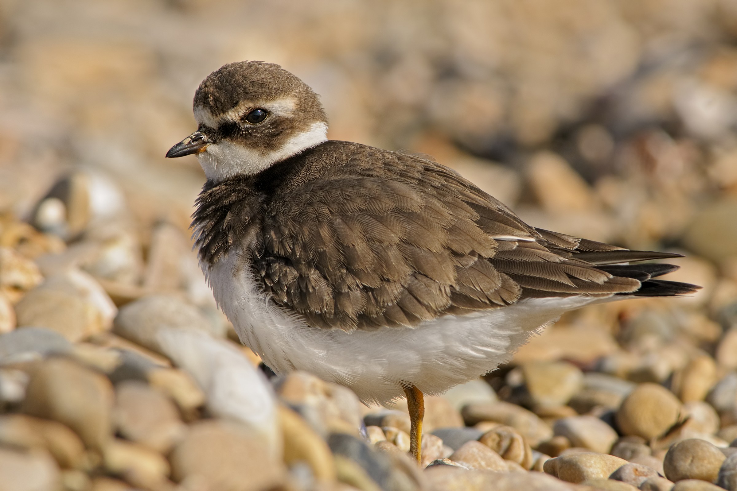 Ringed Plover (Charadrius hiaticula)