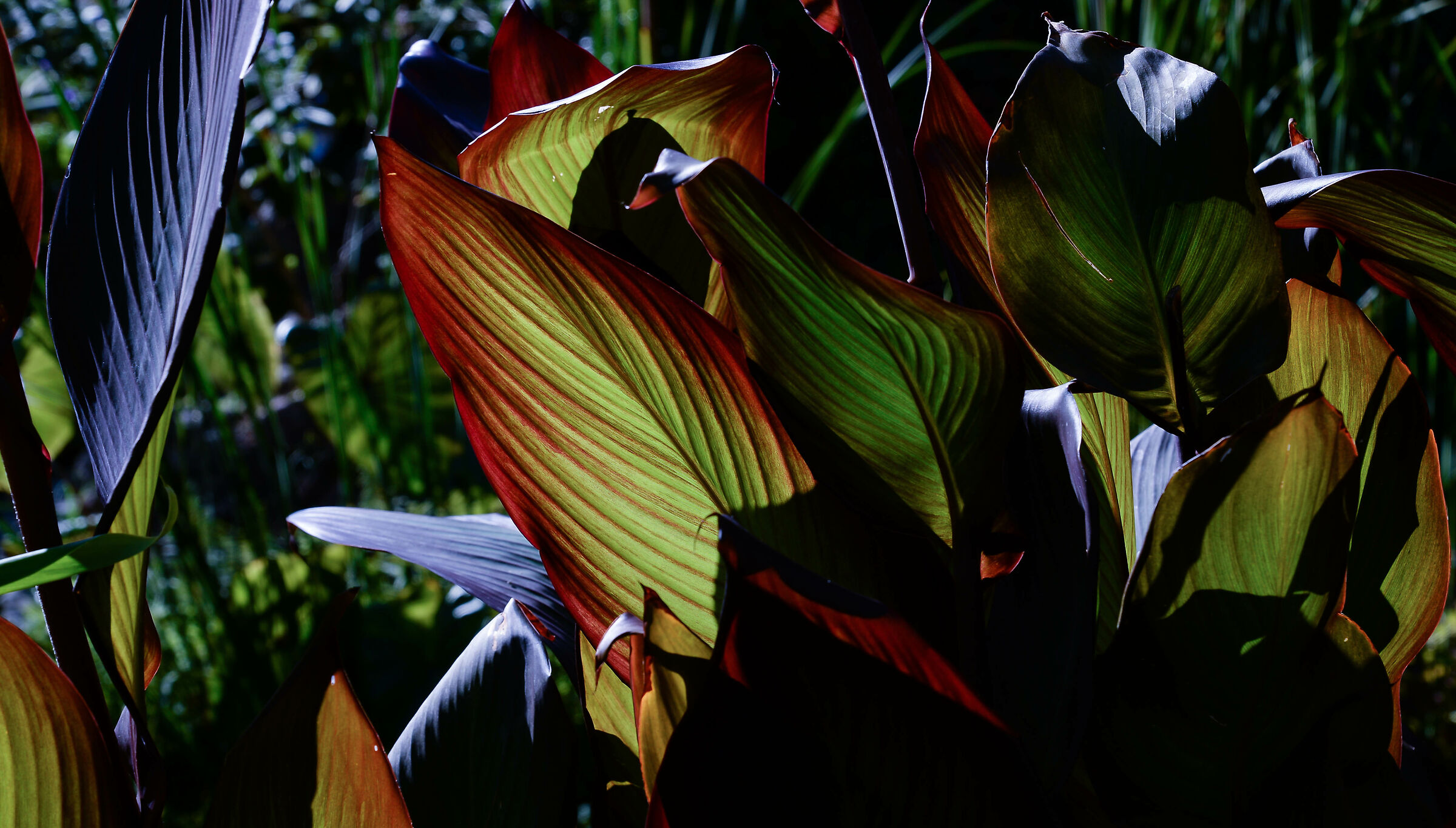 Giardini La Mortella no3