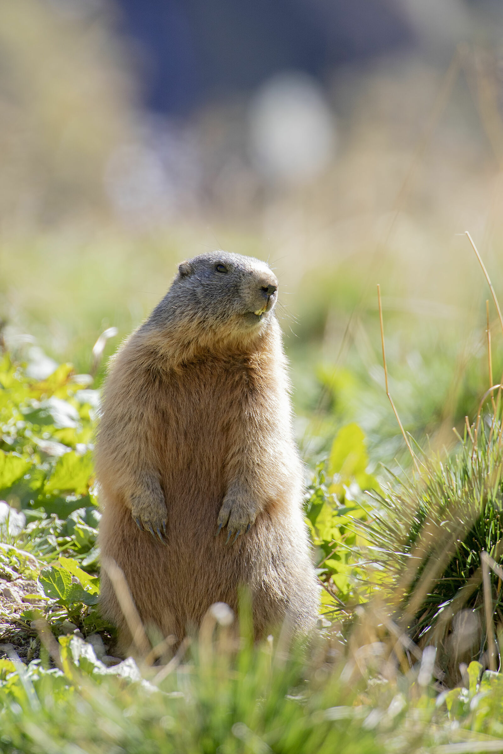 Alpine Marmot