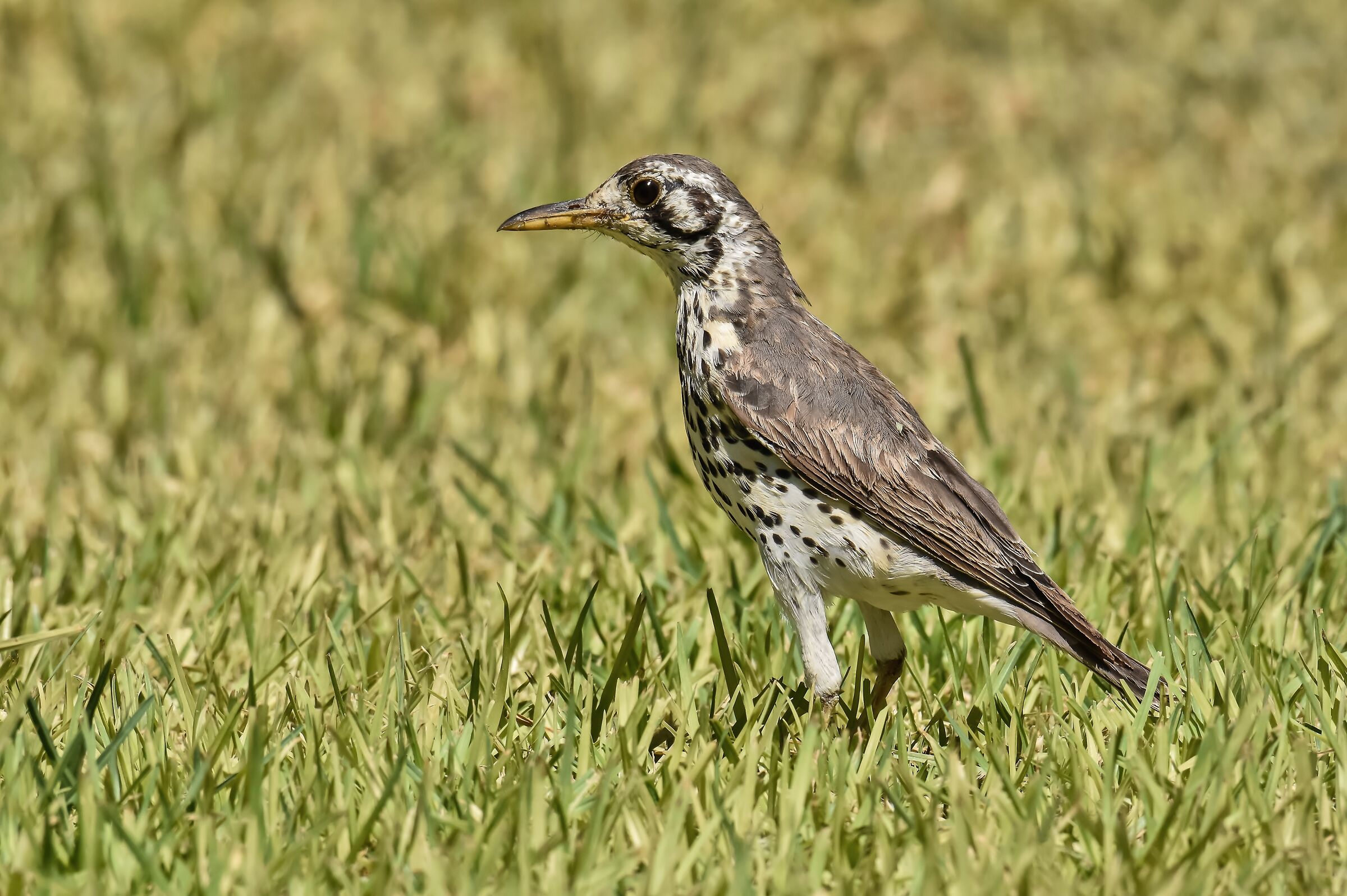 Il tordo grattaterra