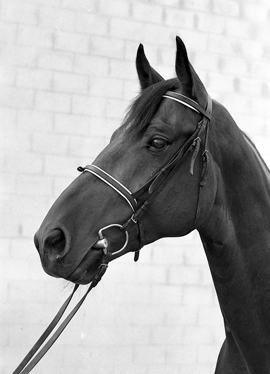 ritratto di cavallo 1