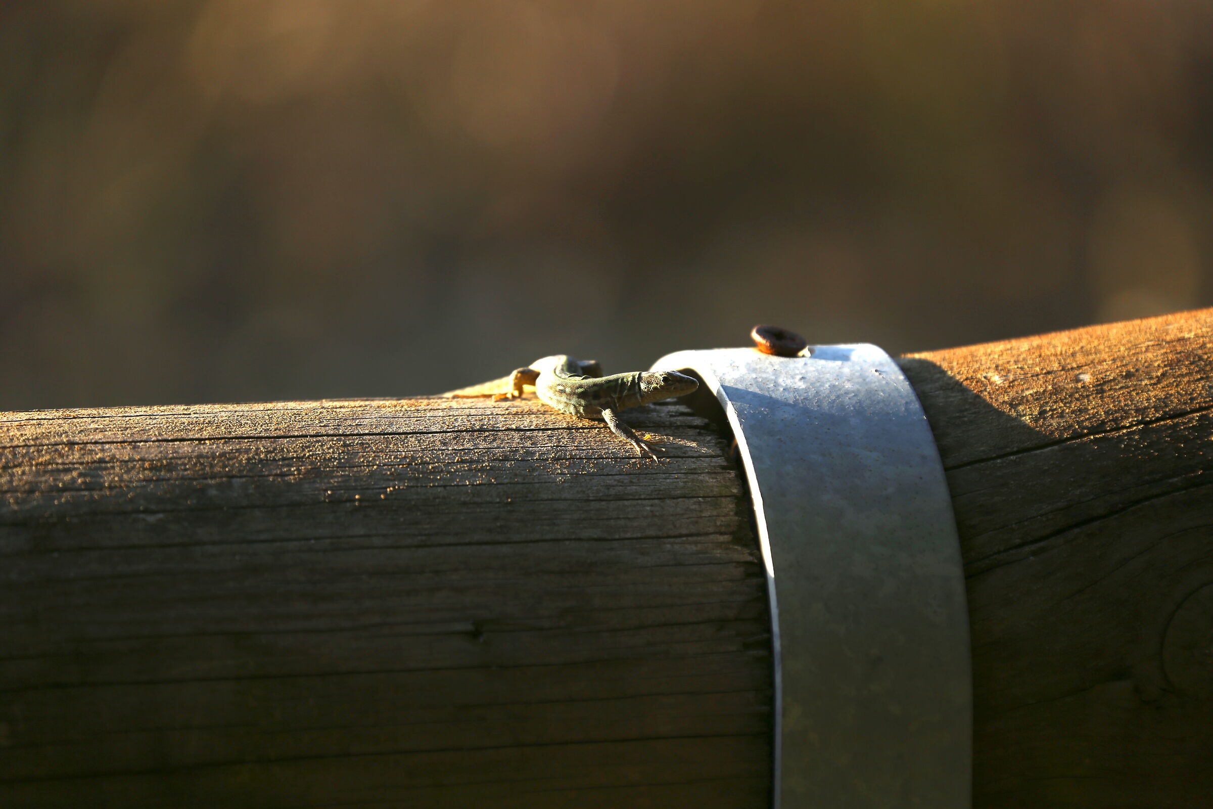 Lizard on the hunt....