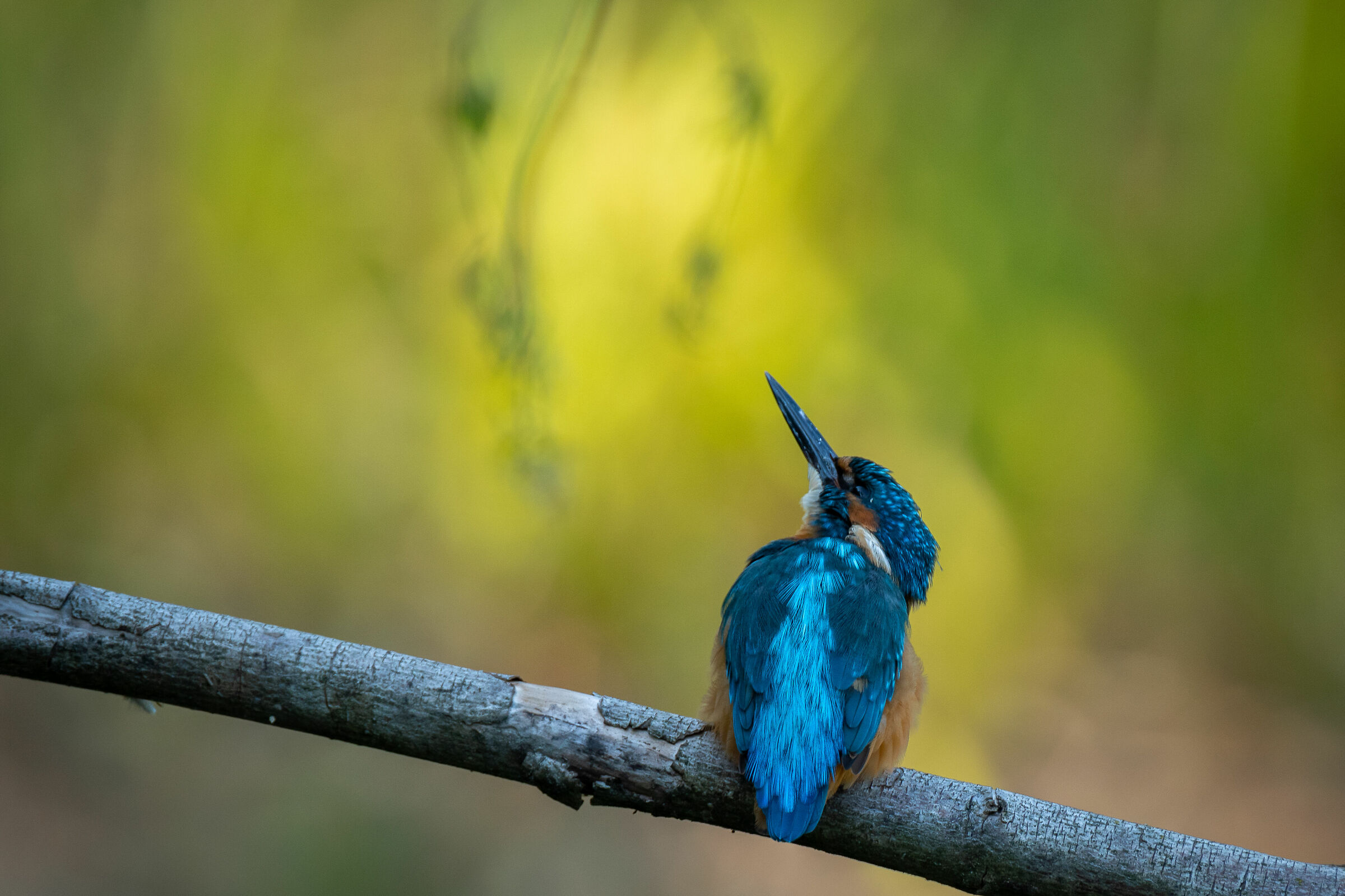 Giovane martin pescatore