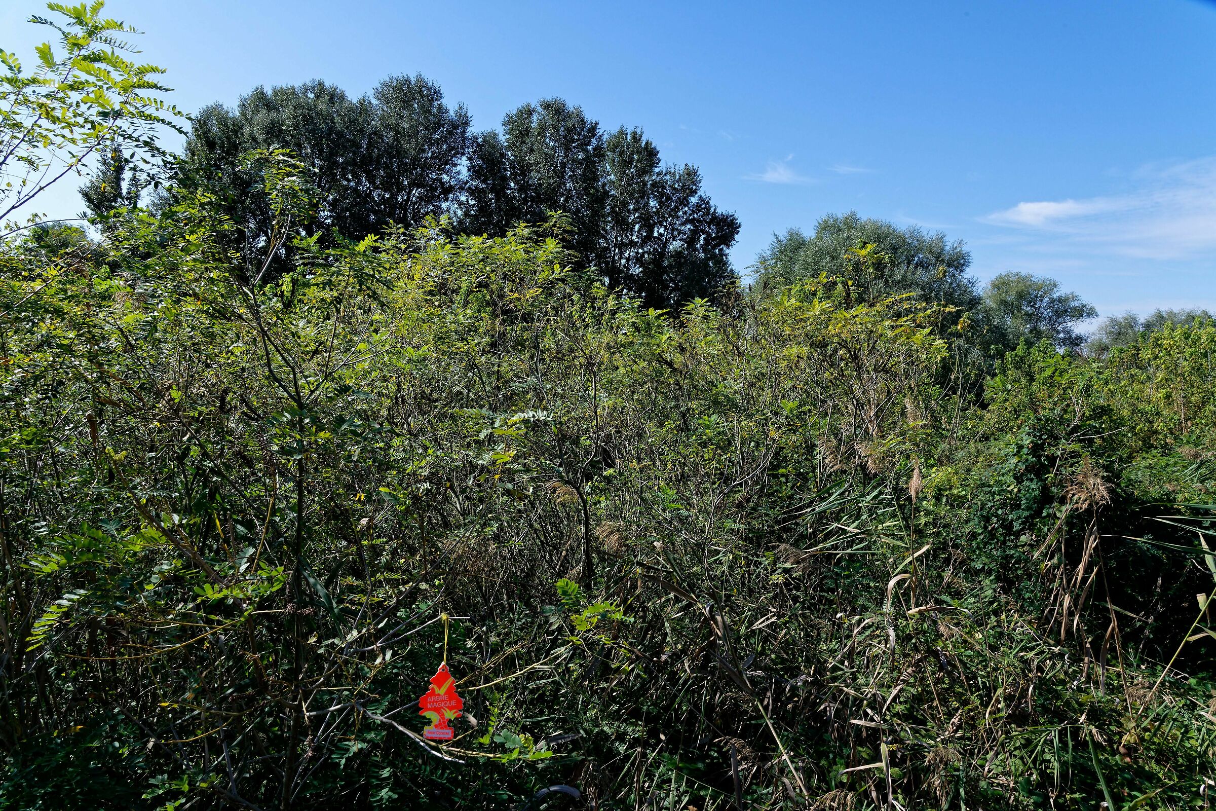 Alberi...parenti alla lontana