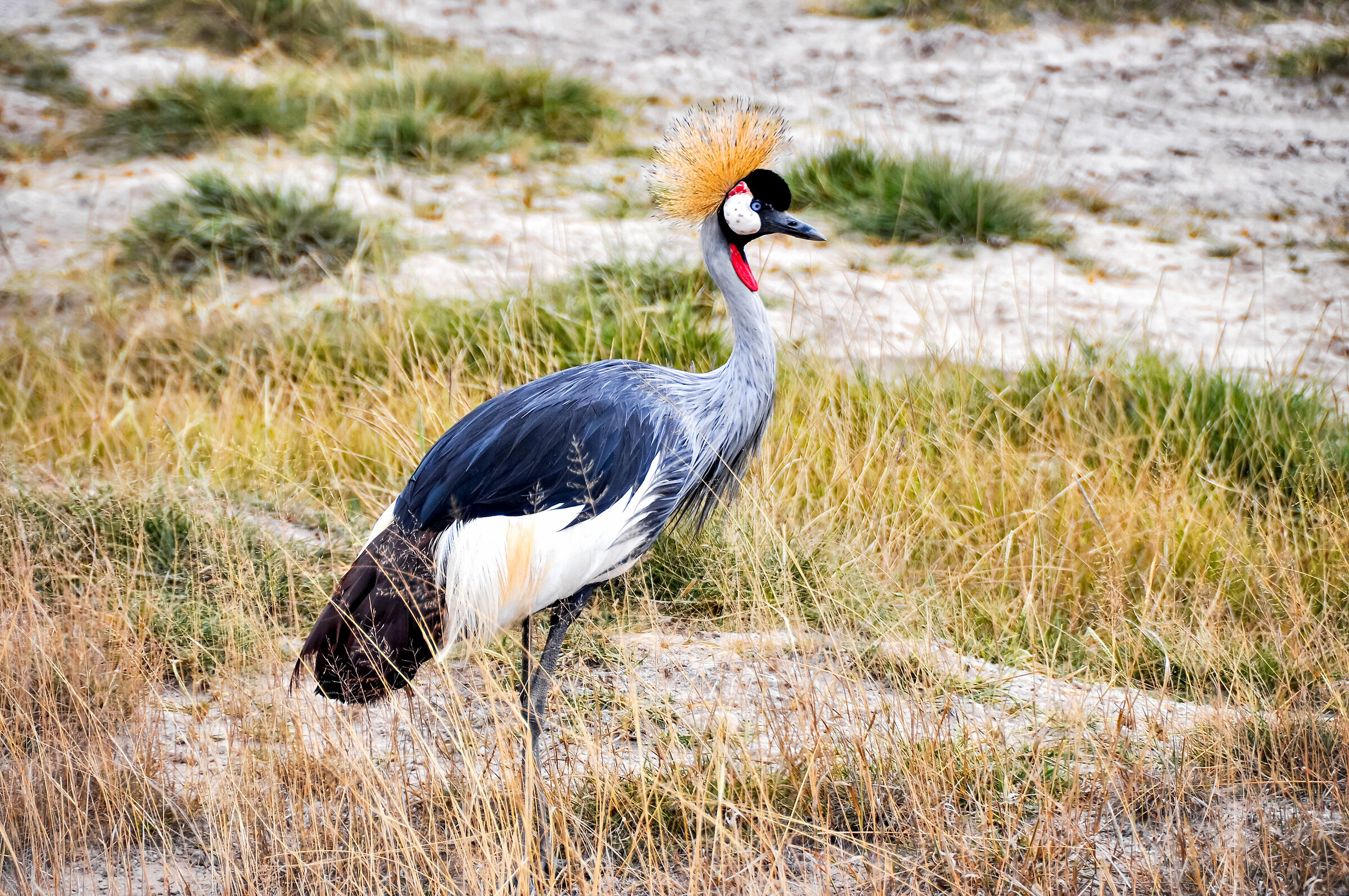Crowned crane