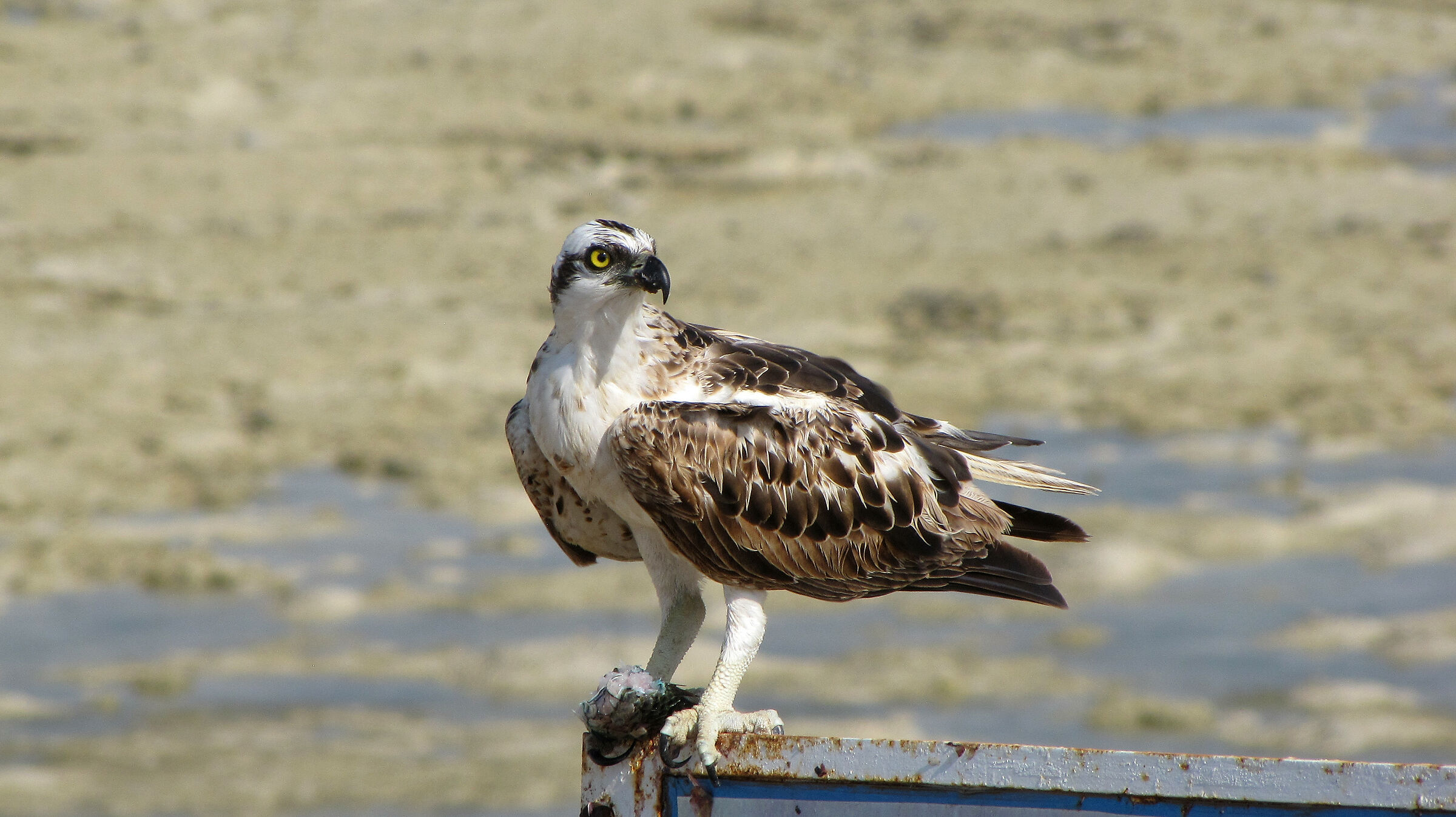 Marsa Alam Osprey