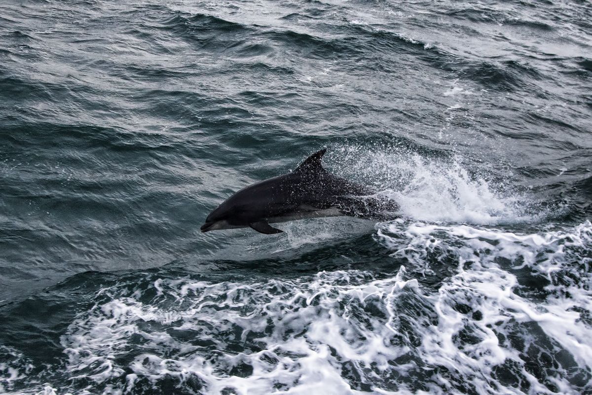 tracker on the high seas ...