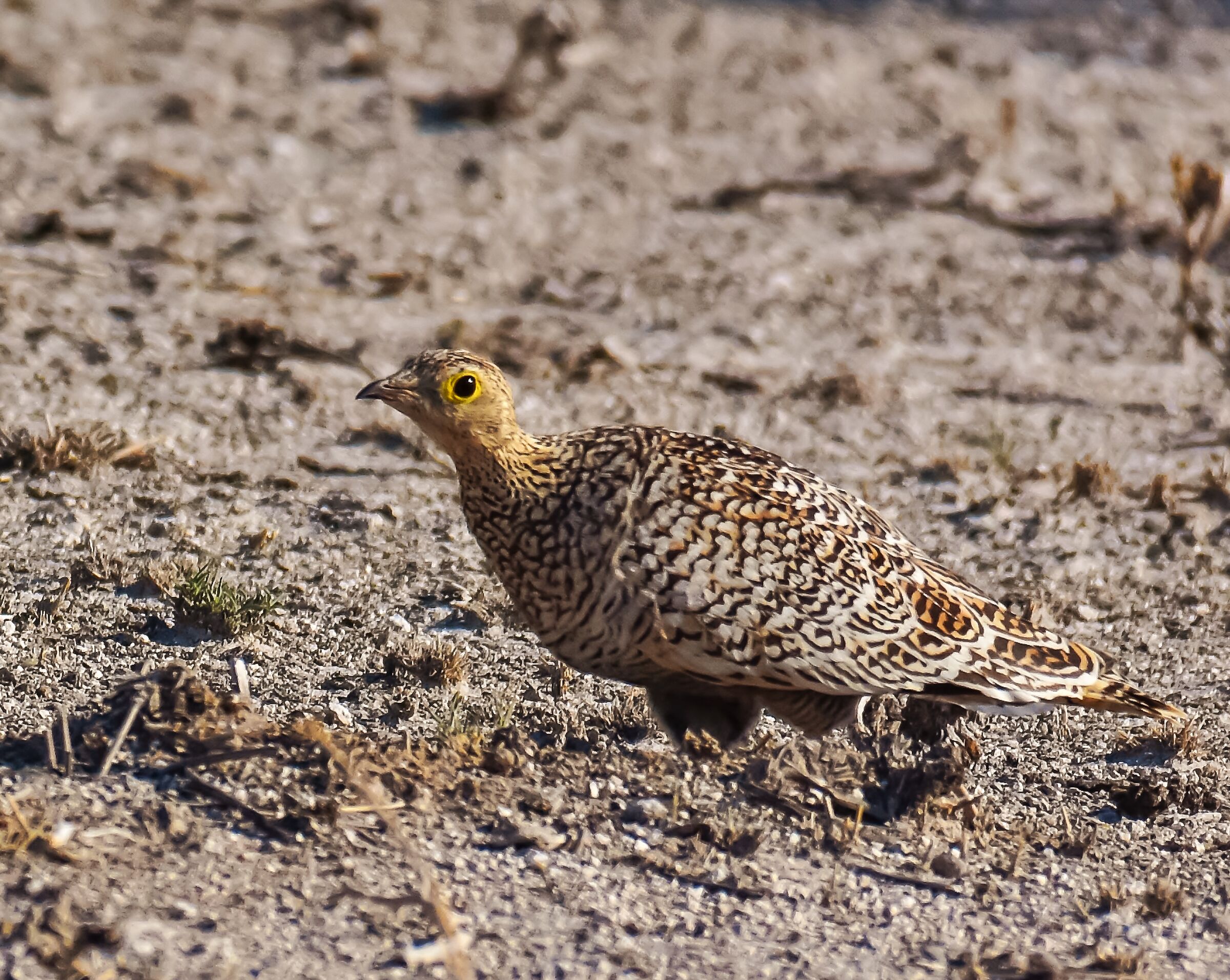 La grandule dal doppio collare
