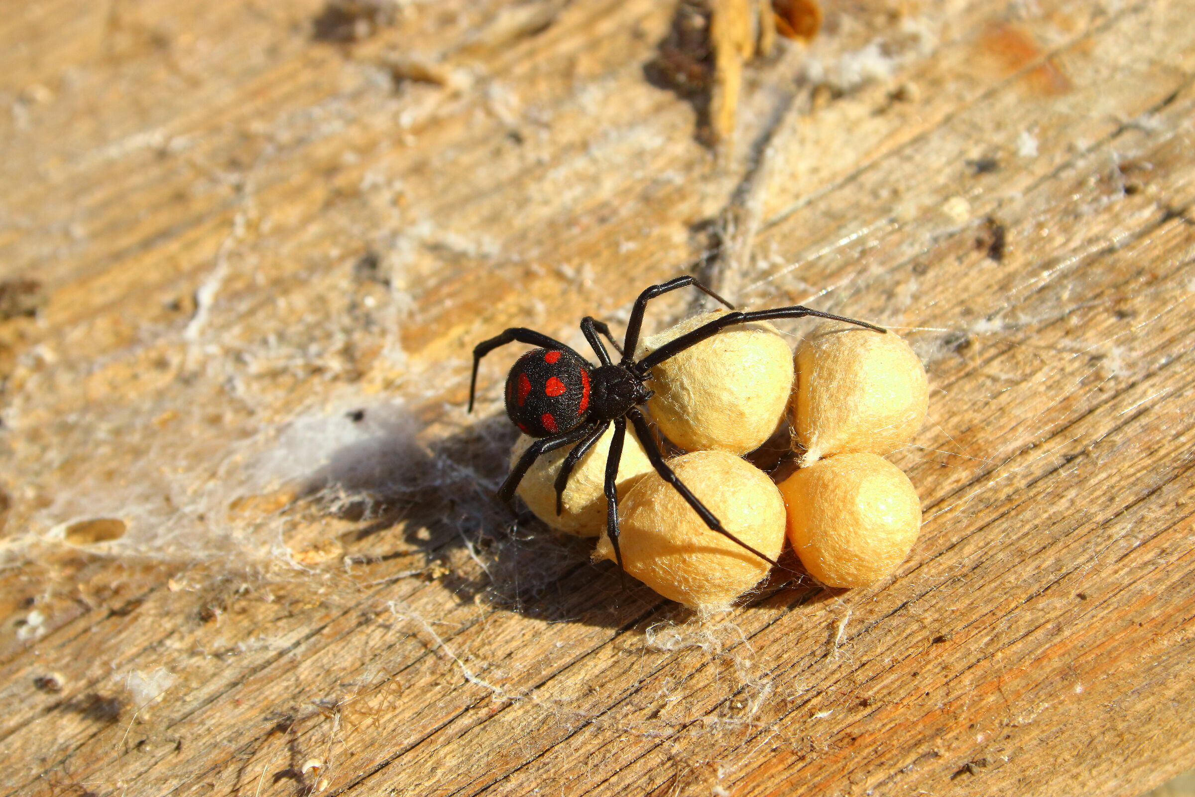 Latrodectus