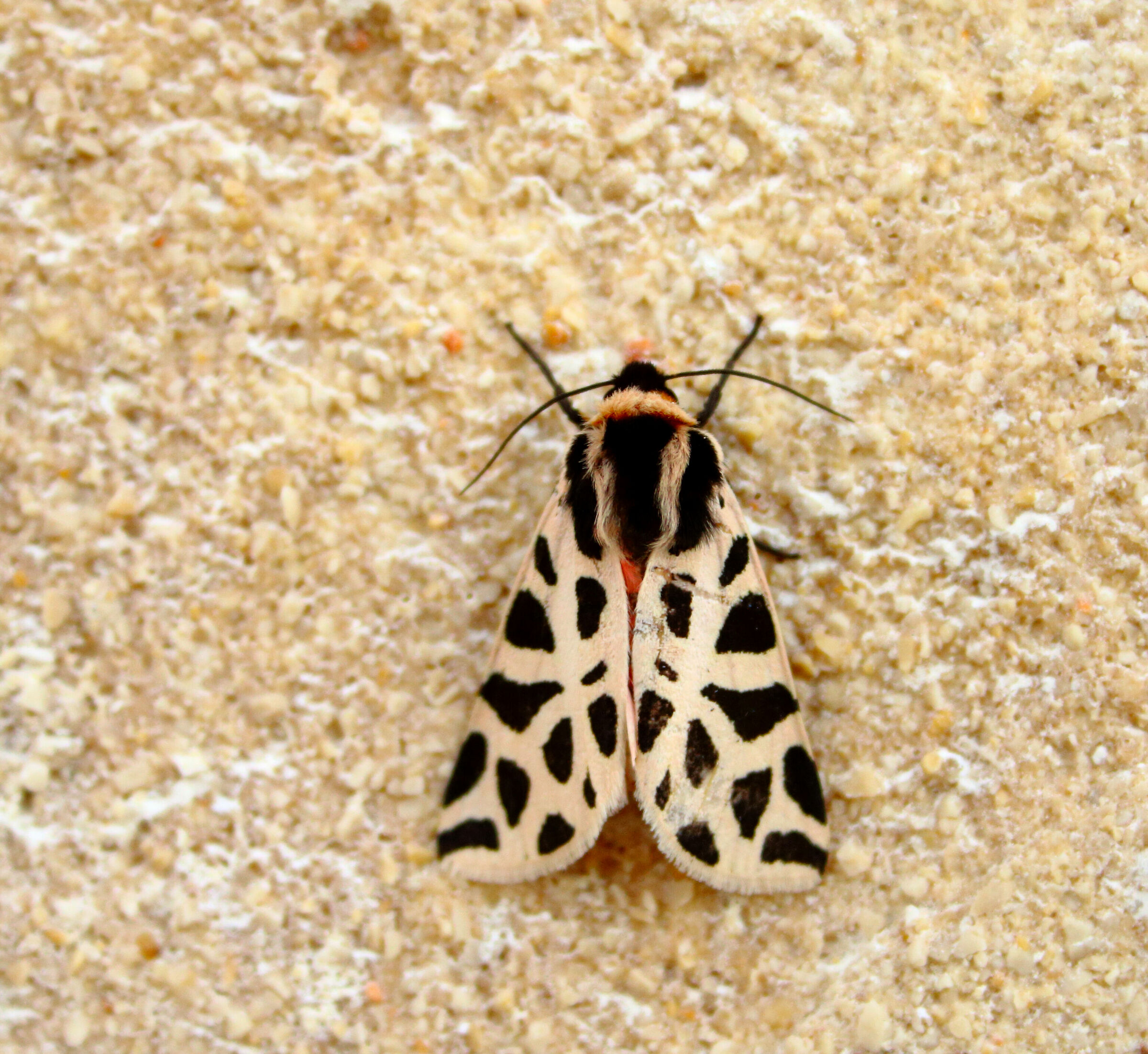 Pudic Cymbalophora