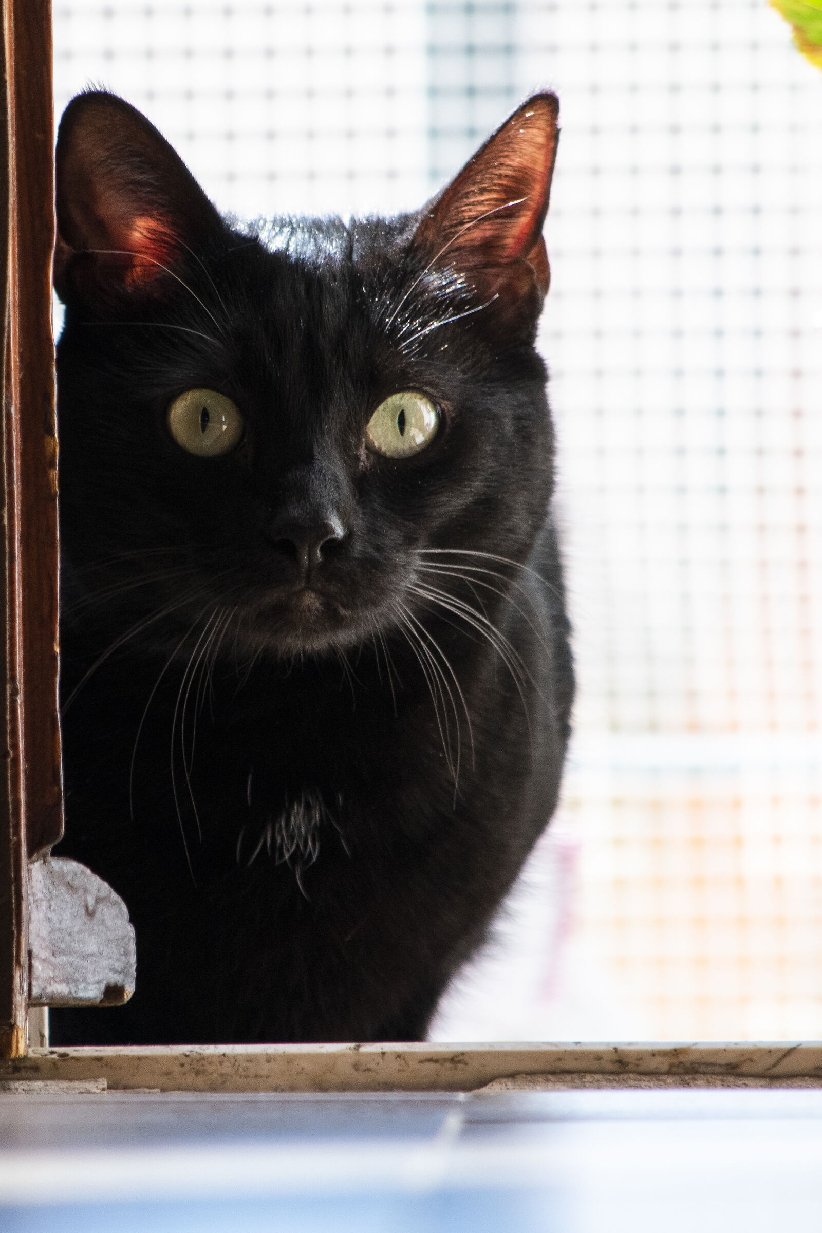 GATTO NERO